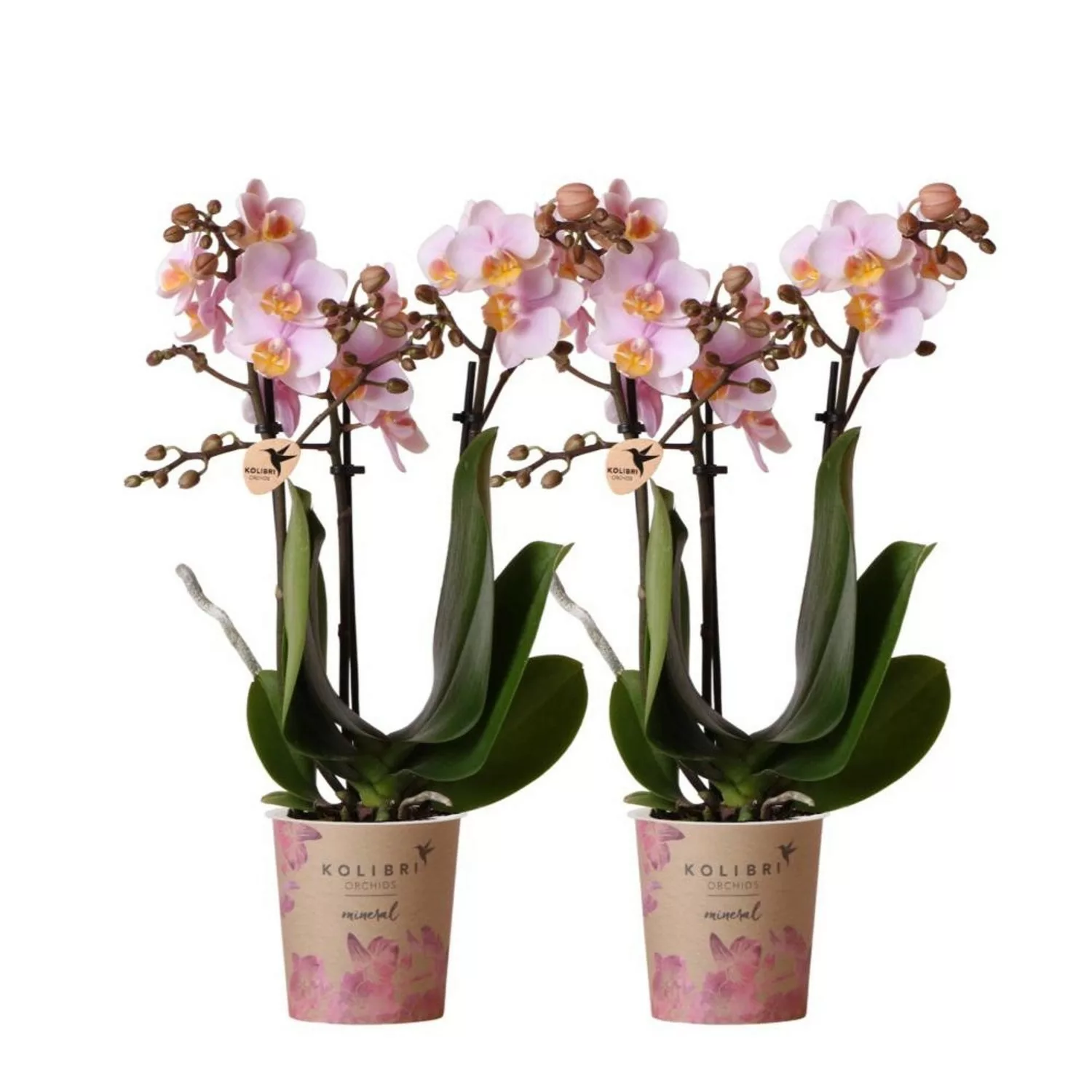 Kolibri Orchids Combi Deal von 2 Rosa Phalaenopsis Orchideen Andorra Topfgr günstig online kaufen