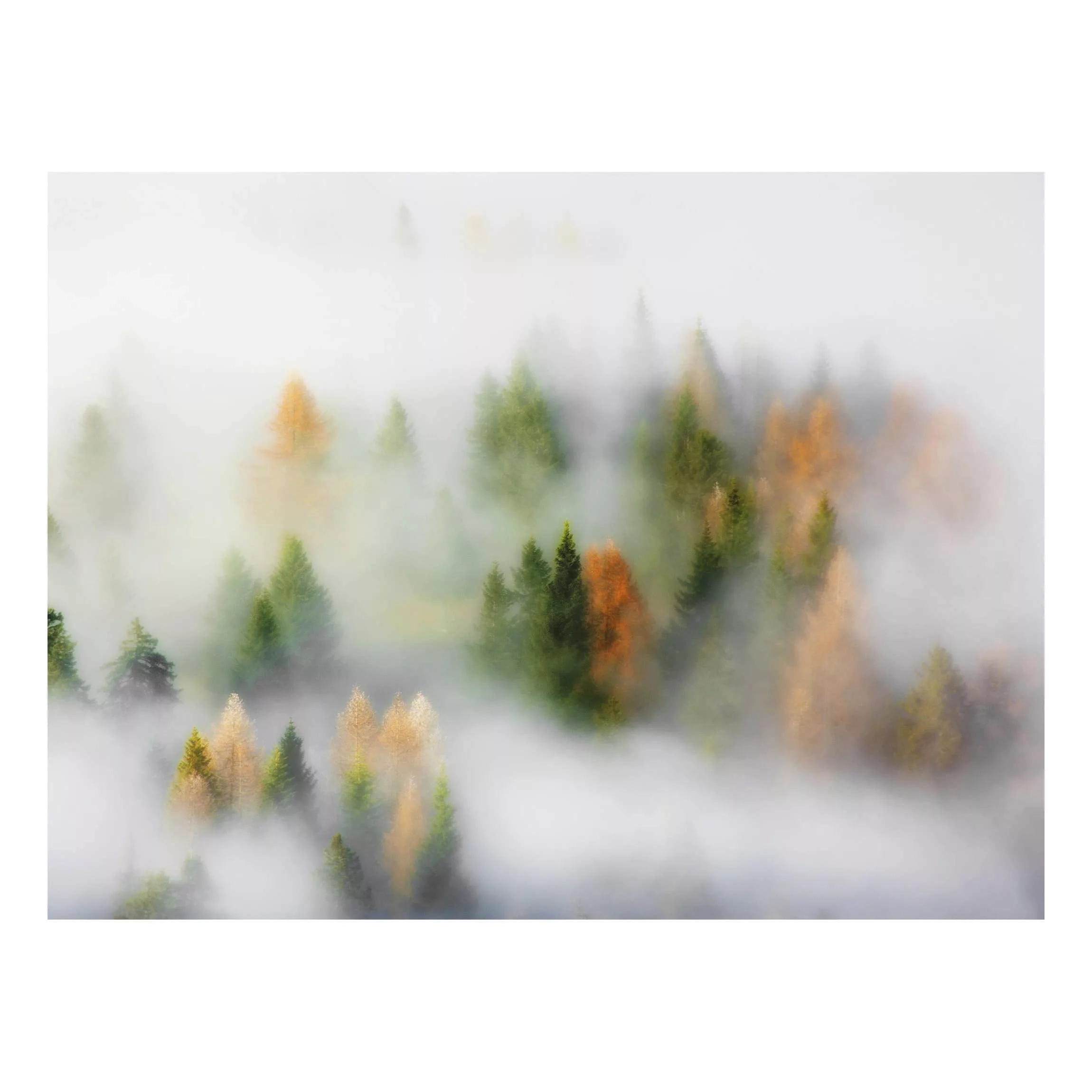 Alu-Dibond Bild Natur & Landschaft - Querformat 4:3 Nebelwald im Herbst günstig online kaufen