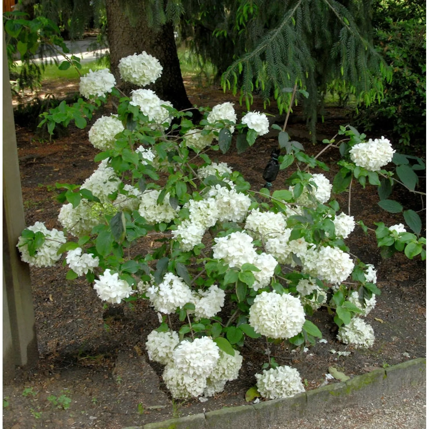 Großblumige Schneeball Happy Fortuna 40-60cm - Viburnum macrocephalum günstig online kaufen