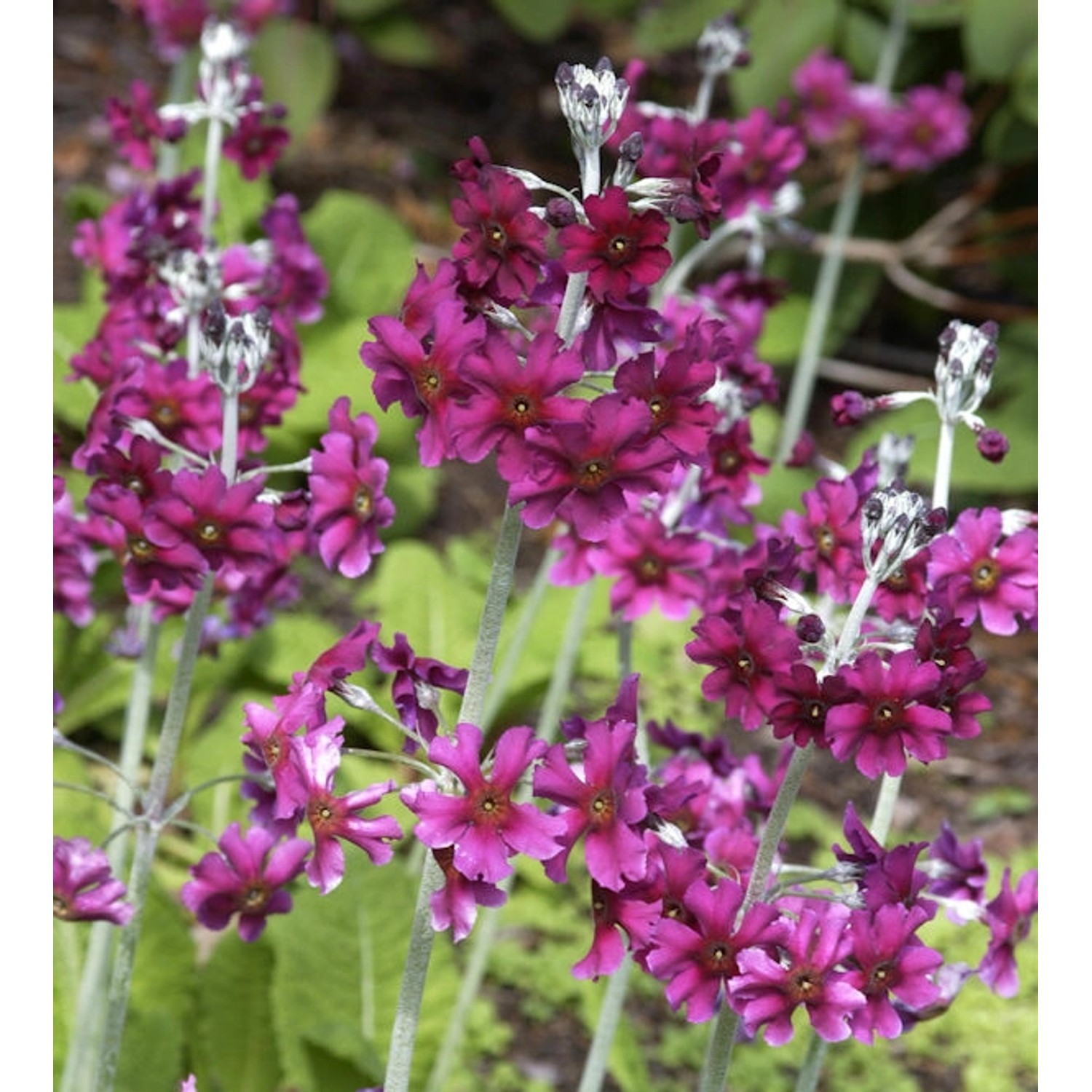 Primel Pulverulenta - Primula pulverulenta günstig online kaufen