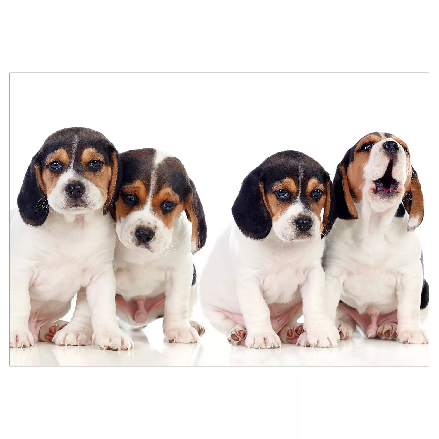 home24 Vlies Fototapete Sad Puppies günstig online kaufen
