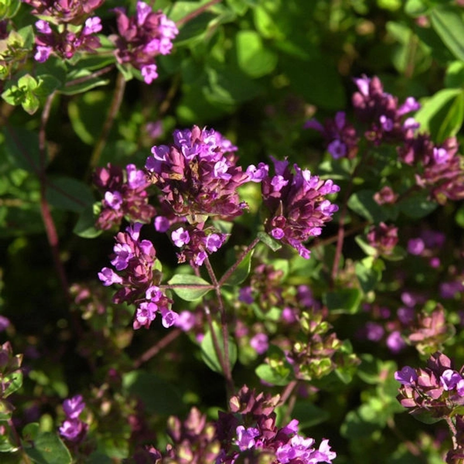 Oregano Hopley - Origanum laevigatum günstig online kaufen