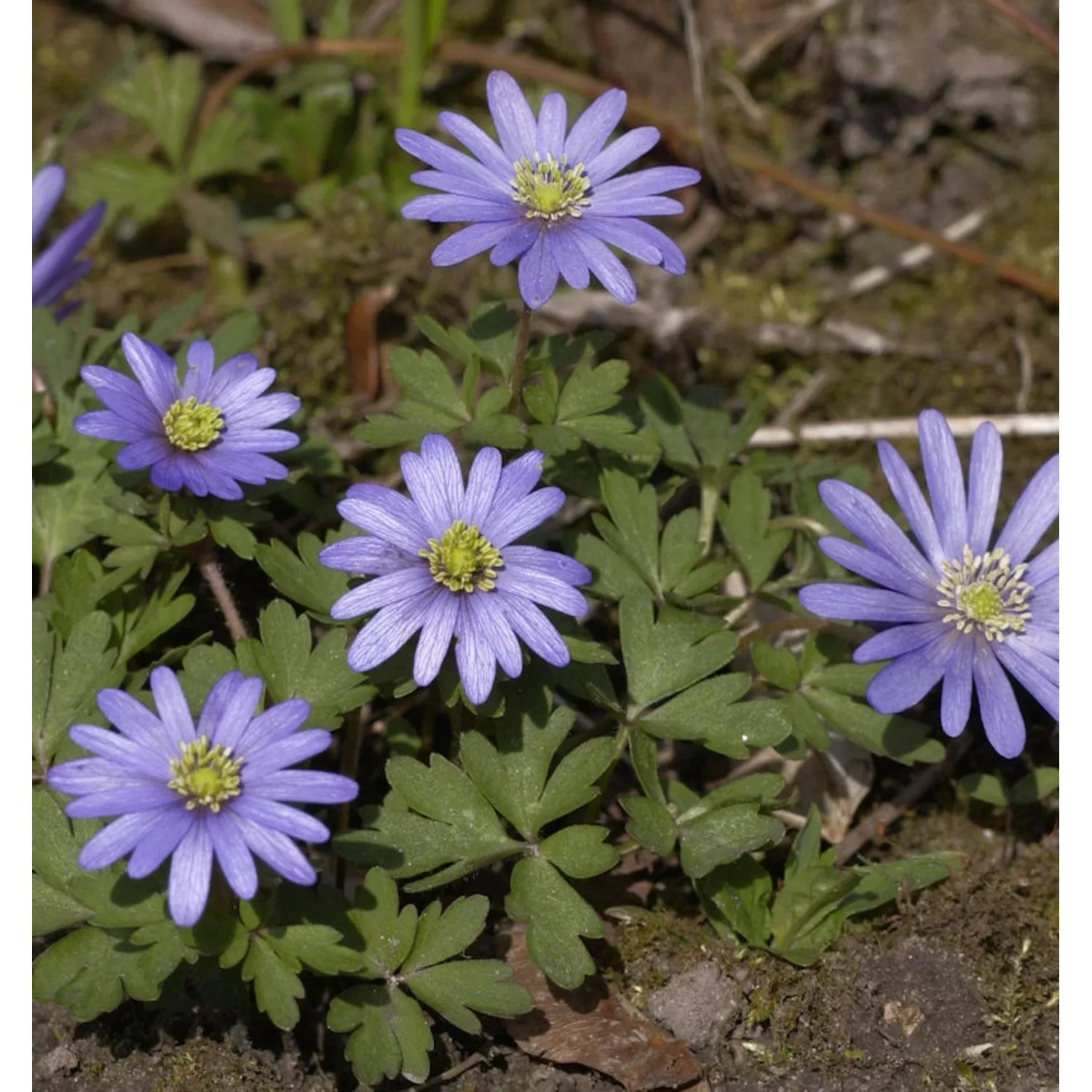 Balkanwindröschen Blue Shades - Anemone blanda günstig online kaufen