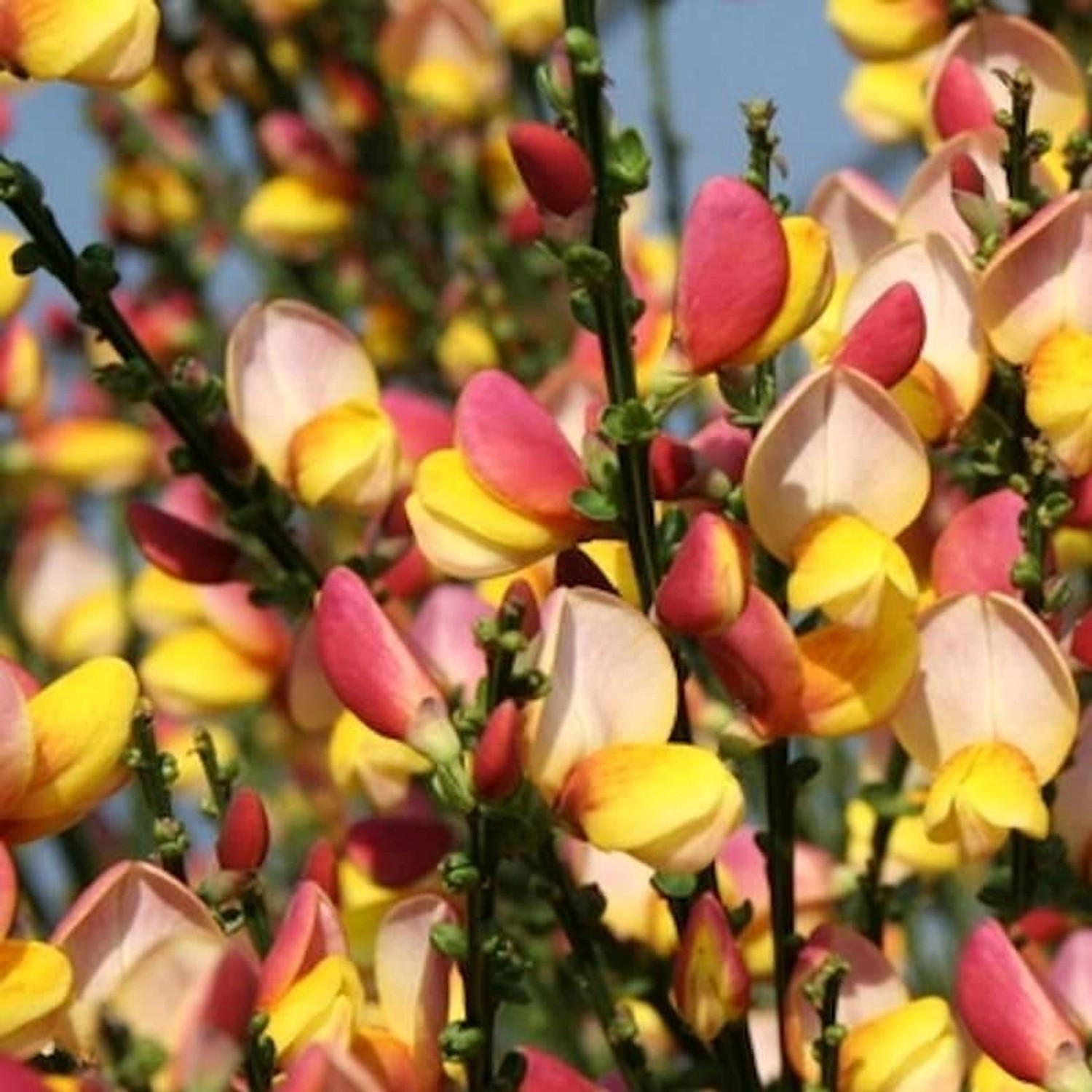 Schmuckginster La Coquette 40-60cm - Cytisus scoparius günstig online kaufen