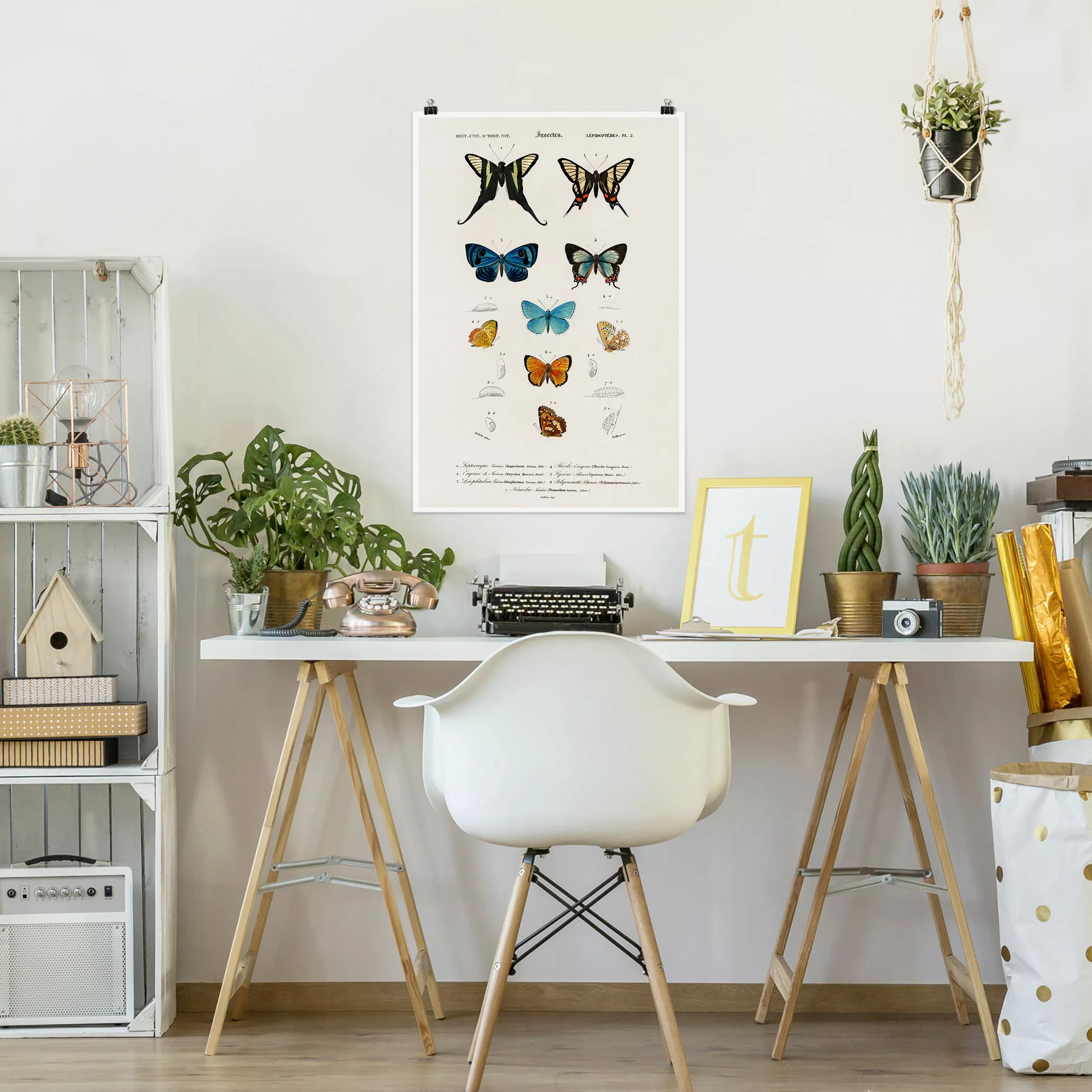 Poster Vintage Lehrtafel Schmetterlinge I günstig online kaufen