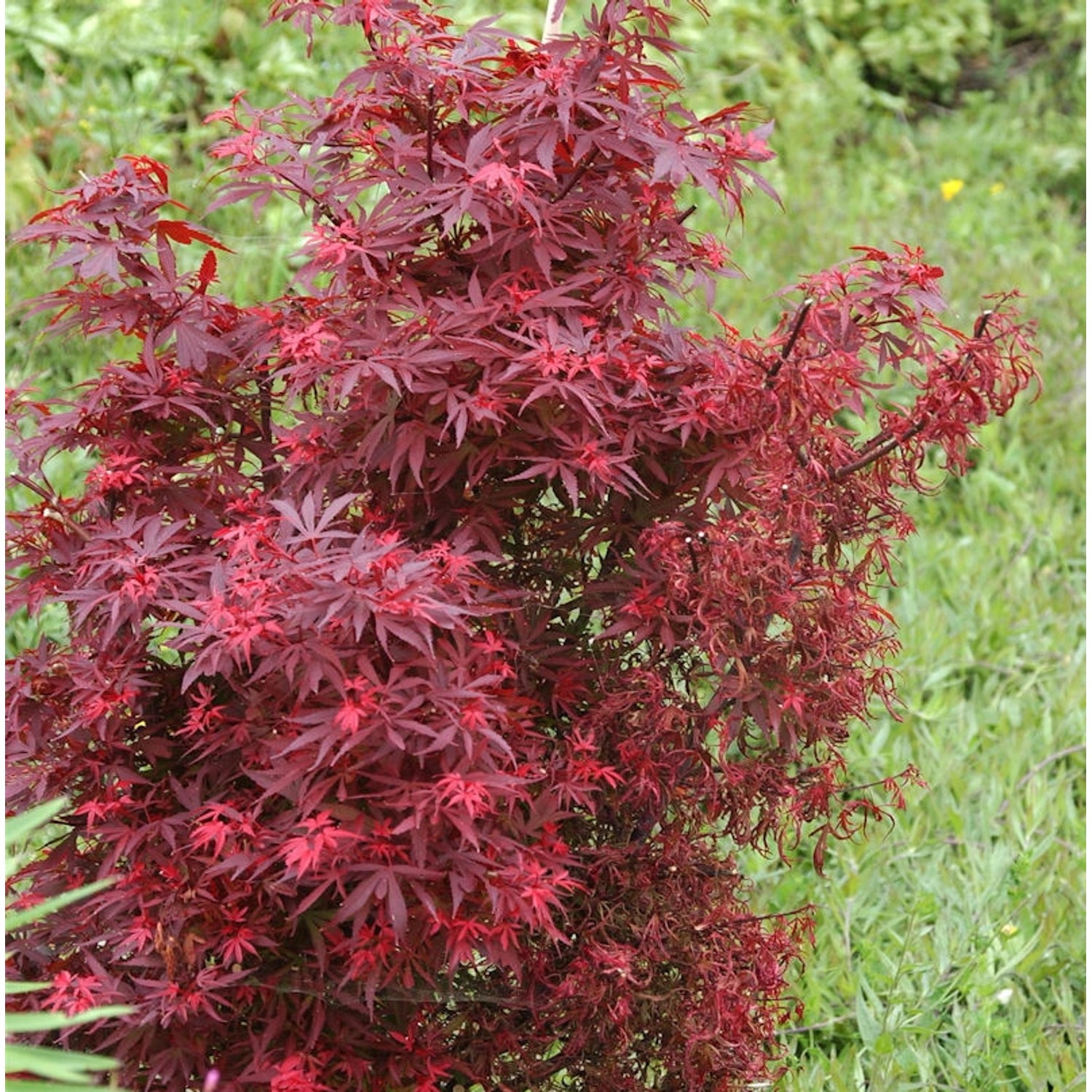 Zwergahorn Shaina 40-60cm - Acer palmatum günstig online kaufen