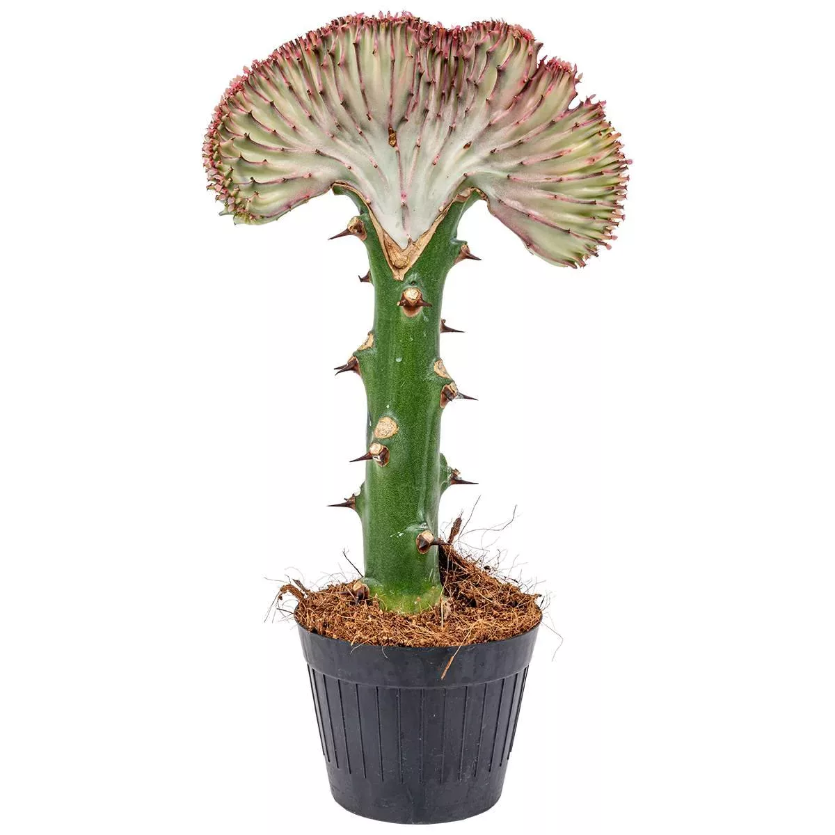 Casa Caron | Euphorbia Lactea Cristata günstig online kaufen