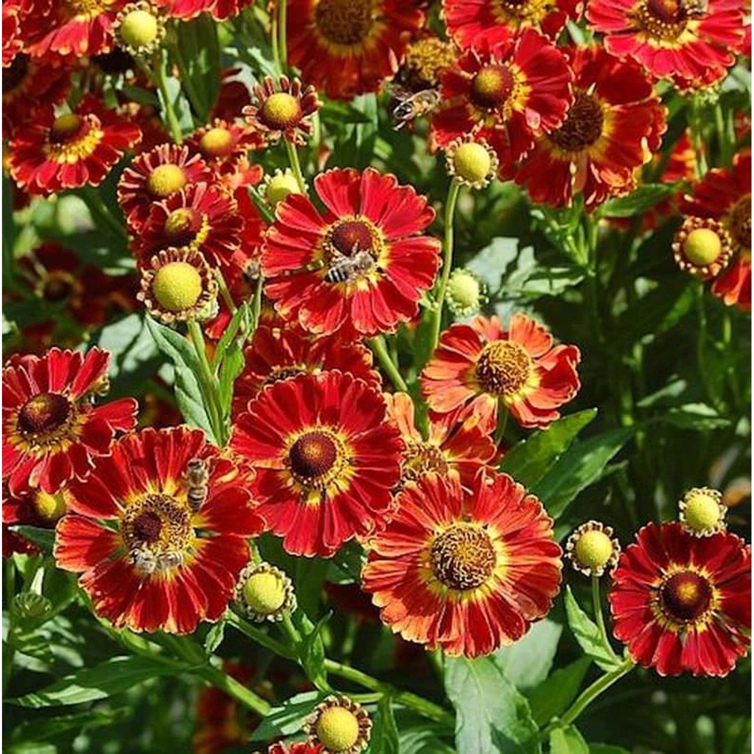 Sonnenbraut Königstiger - Helenium cultorum günstig online kaufen