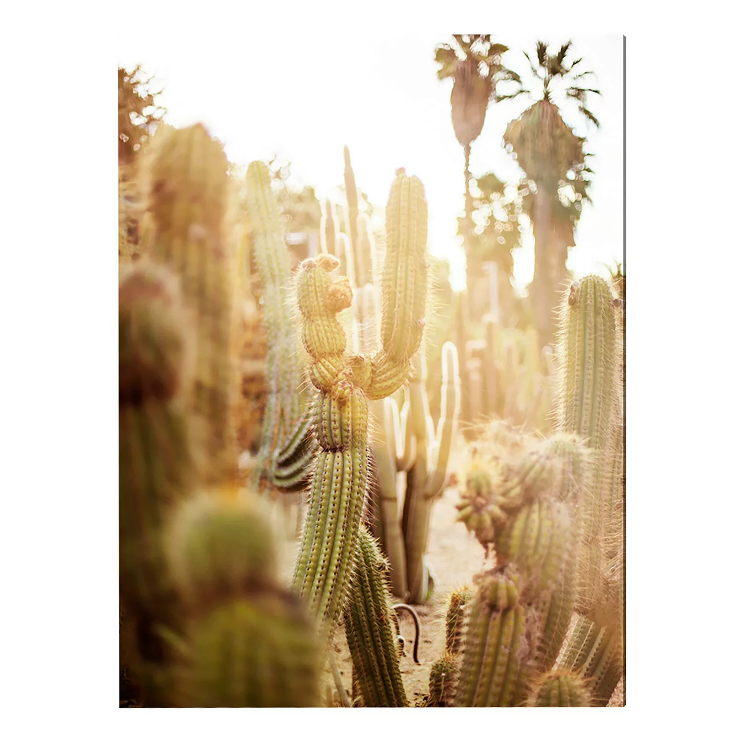 home24 Bild Various cactus in desert günstig online kaufen