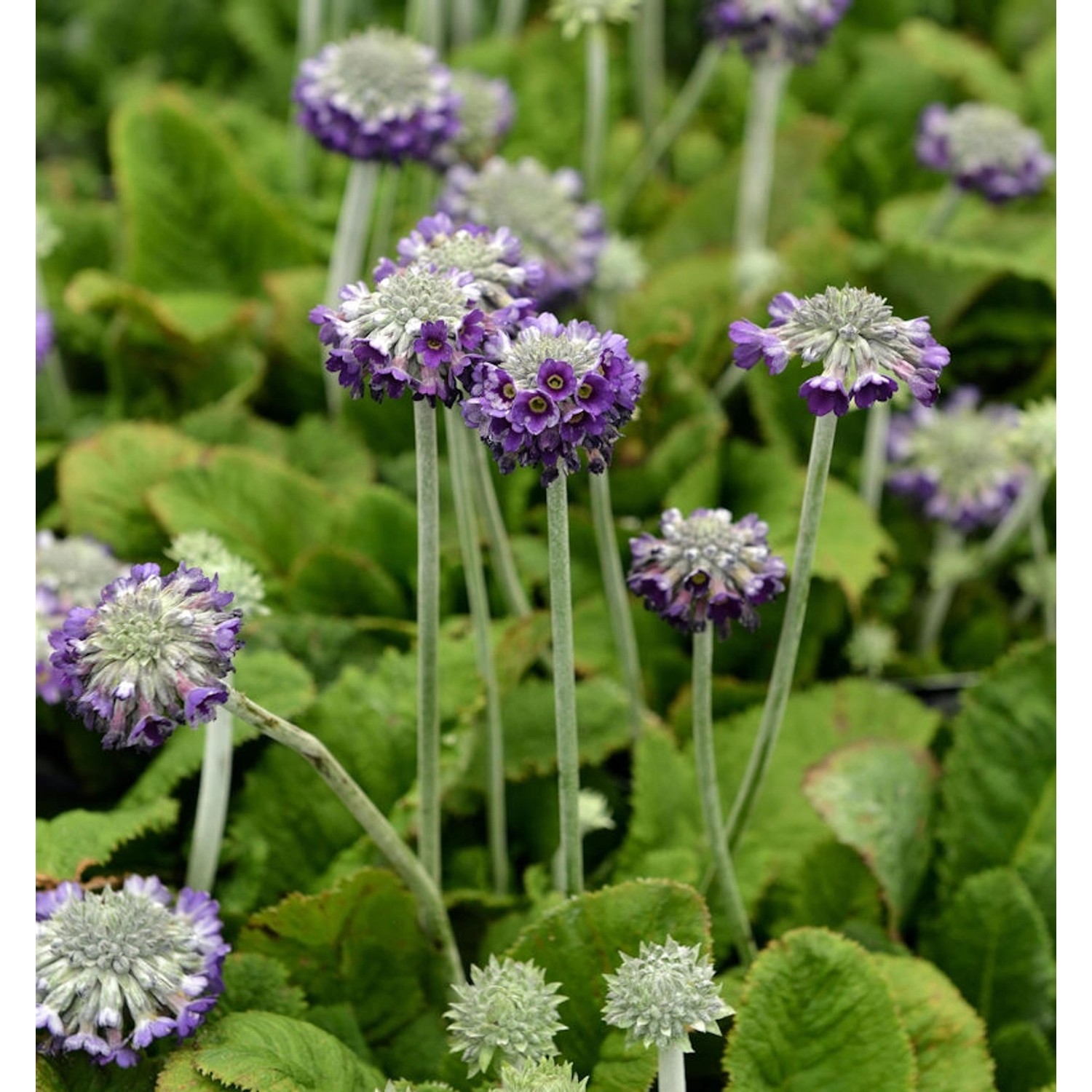 Kopf Primel Noverna Deep Blue - Primula capitata günstig online kaufen