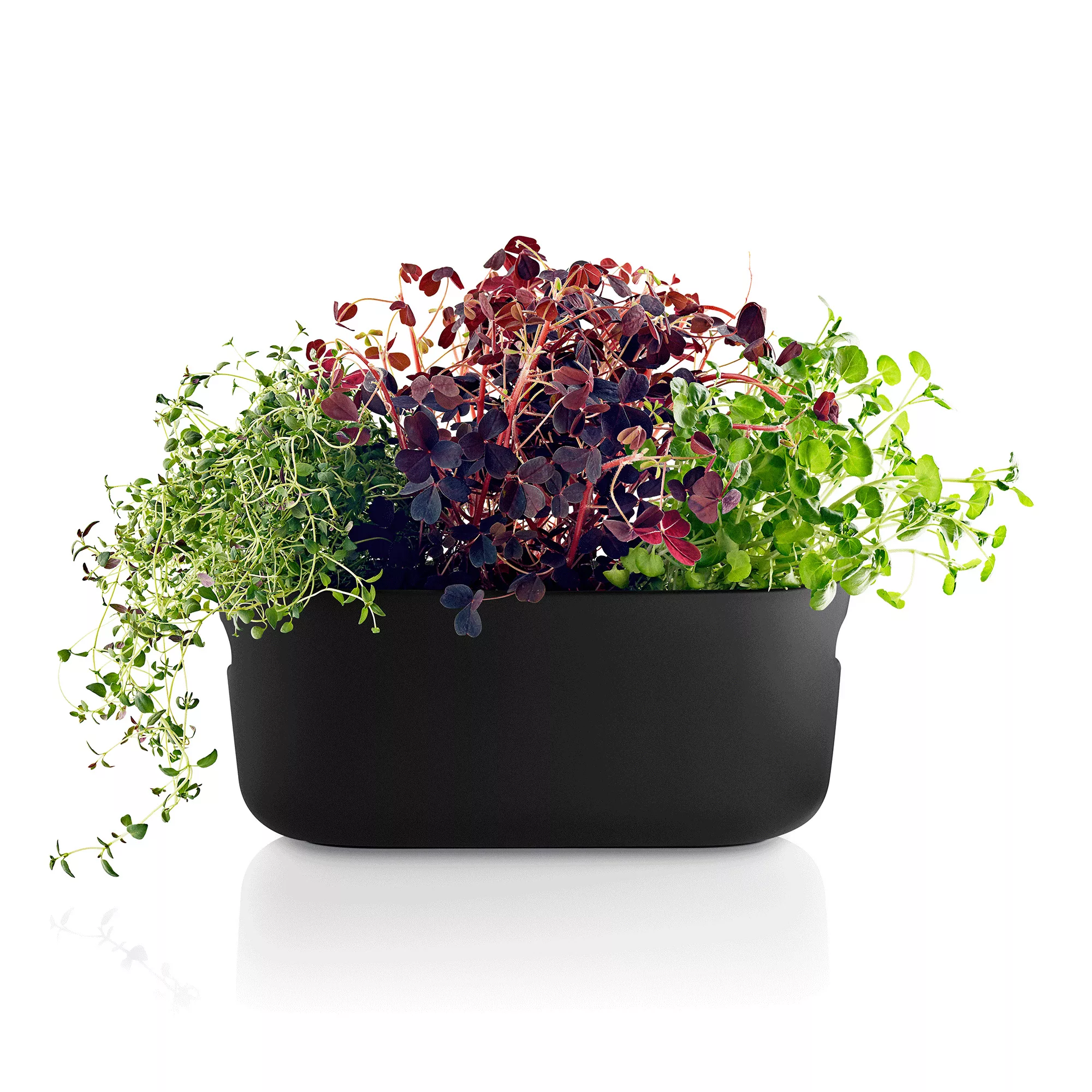Blumentopf mit Wasserreservoir Herb keramik schwarz / Kräuter-Pflanztopf - günstig online kaufen