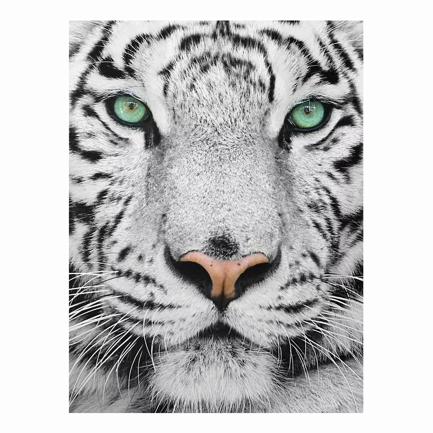 Glasbild Schwarz-Weiß - Querformat Weißer Tiger günstig online kaufen