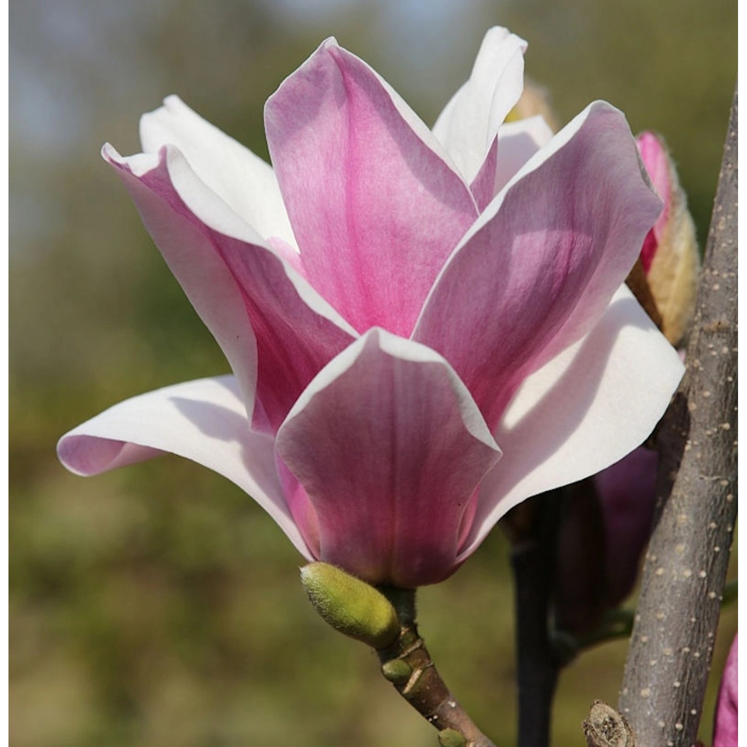 Großblütige Säulen Magnolie Satisfaction 30-40cm - Magnolia günstig online kaufen