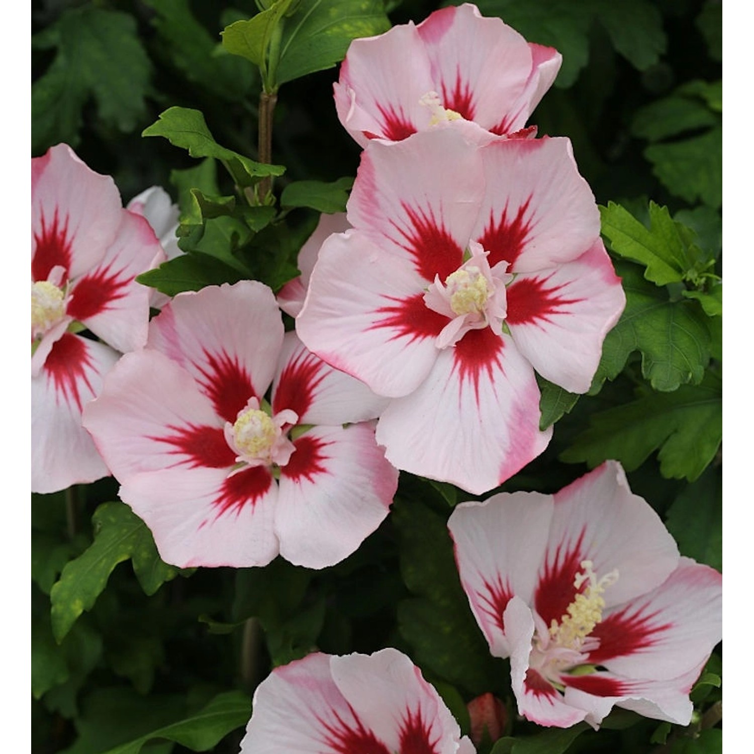 Hochstamm Rosen Eibisch Hamabo 40-60cm - Hibiscus günstig online kaufen