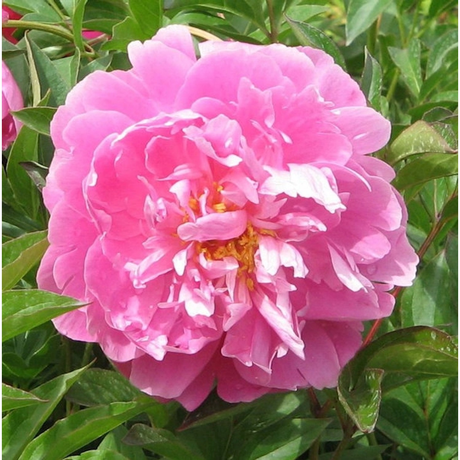 Edelpfingstrose Monsieur Jules Elie - Paeonia lactiflora günstig online kaufen