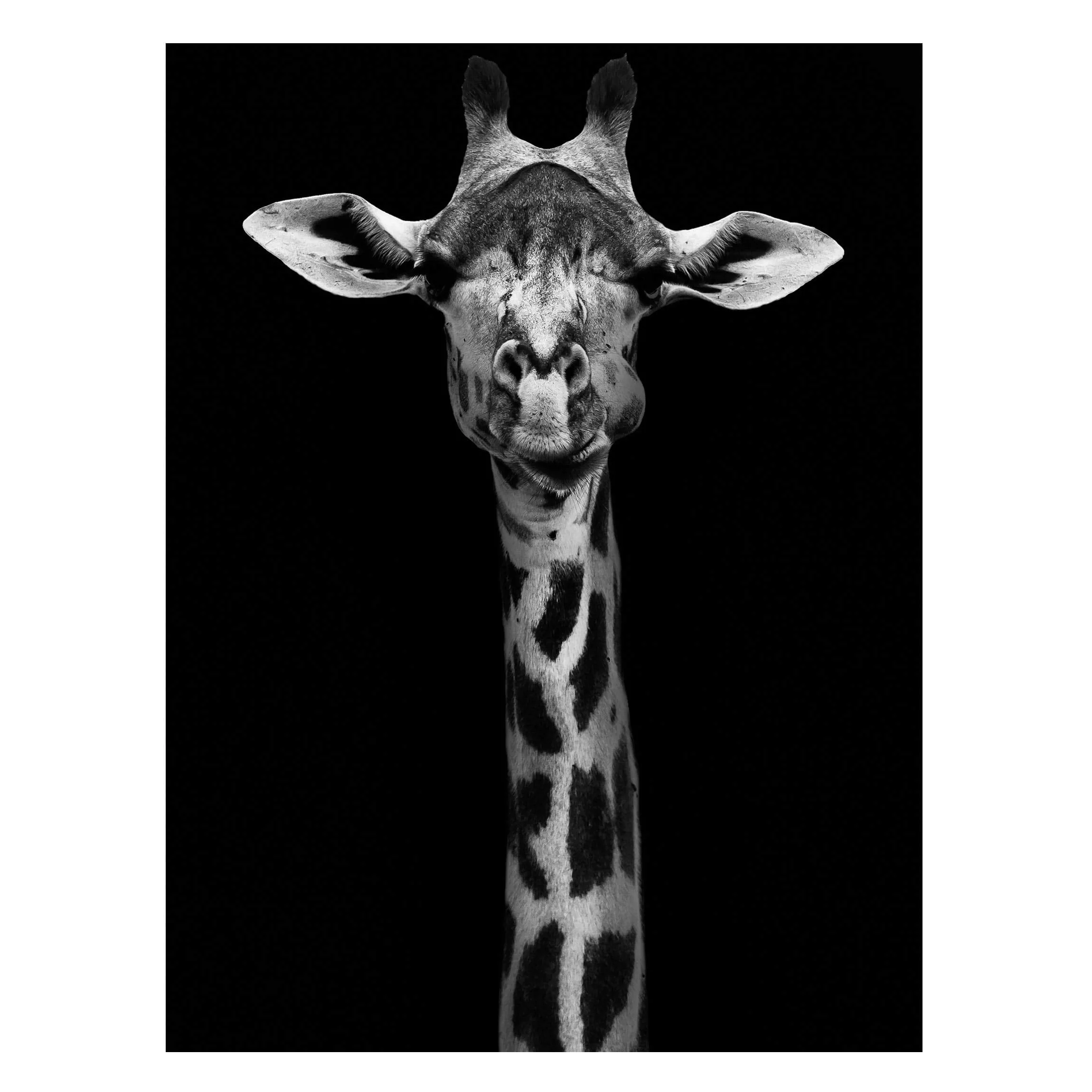 Magnettafel Tiere - Hochformat 3:4 Dunkles Giraffen Portrait günstig online kaufen