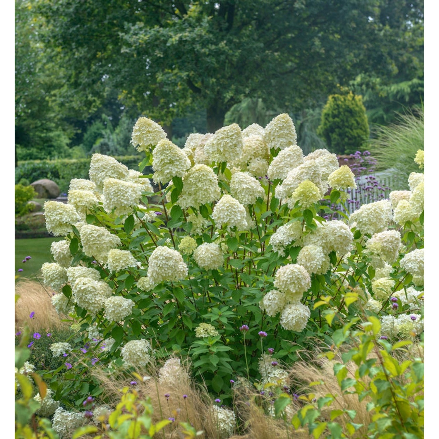 Zwerg-Hortensie Limetta 40-60cm - Hydrangea arborescens günstig online kaufen