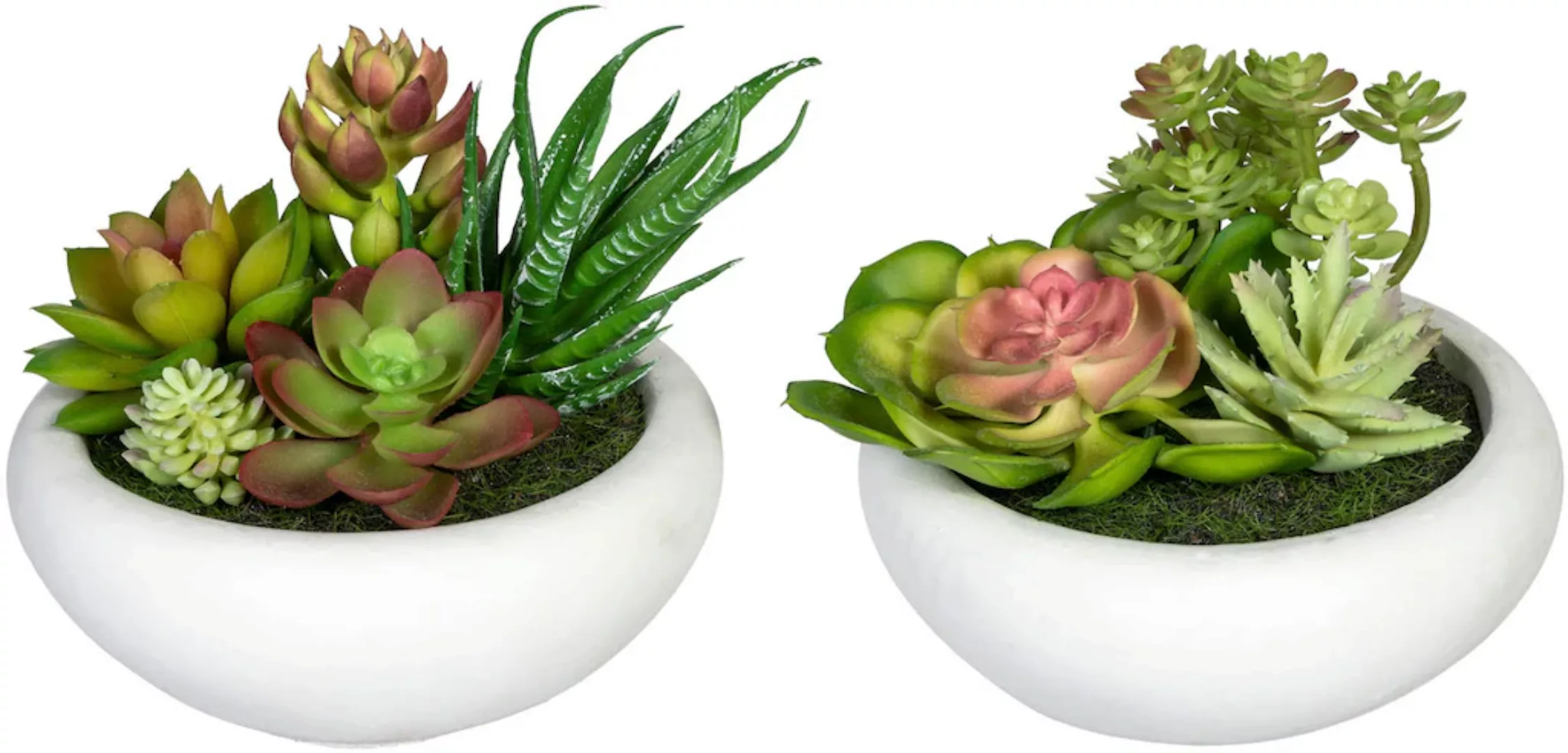 Creativ green Künstliche Zimmerpflanze "Sukkulentenarrangement", im Zementt günstig online kaufen