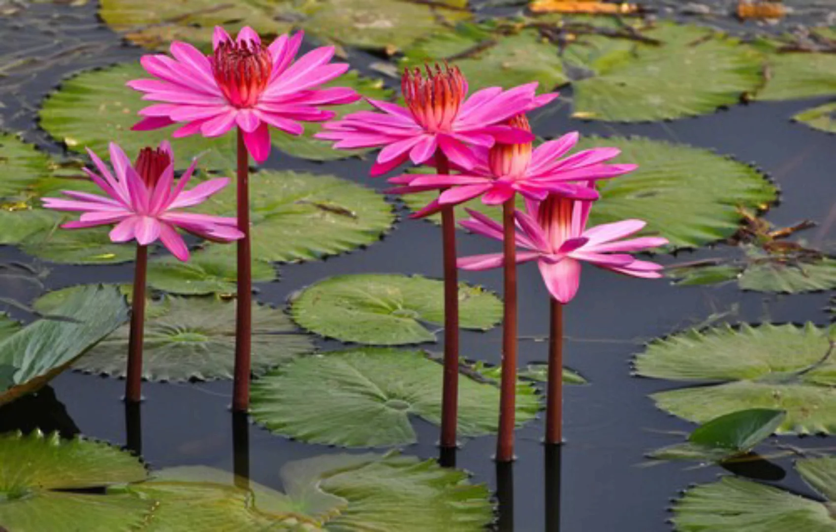 Papermoon Fototapete »Rosa Lotus« günstig online kaufen