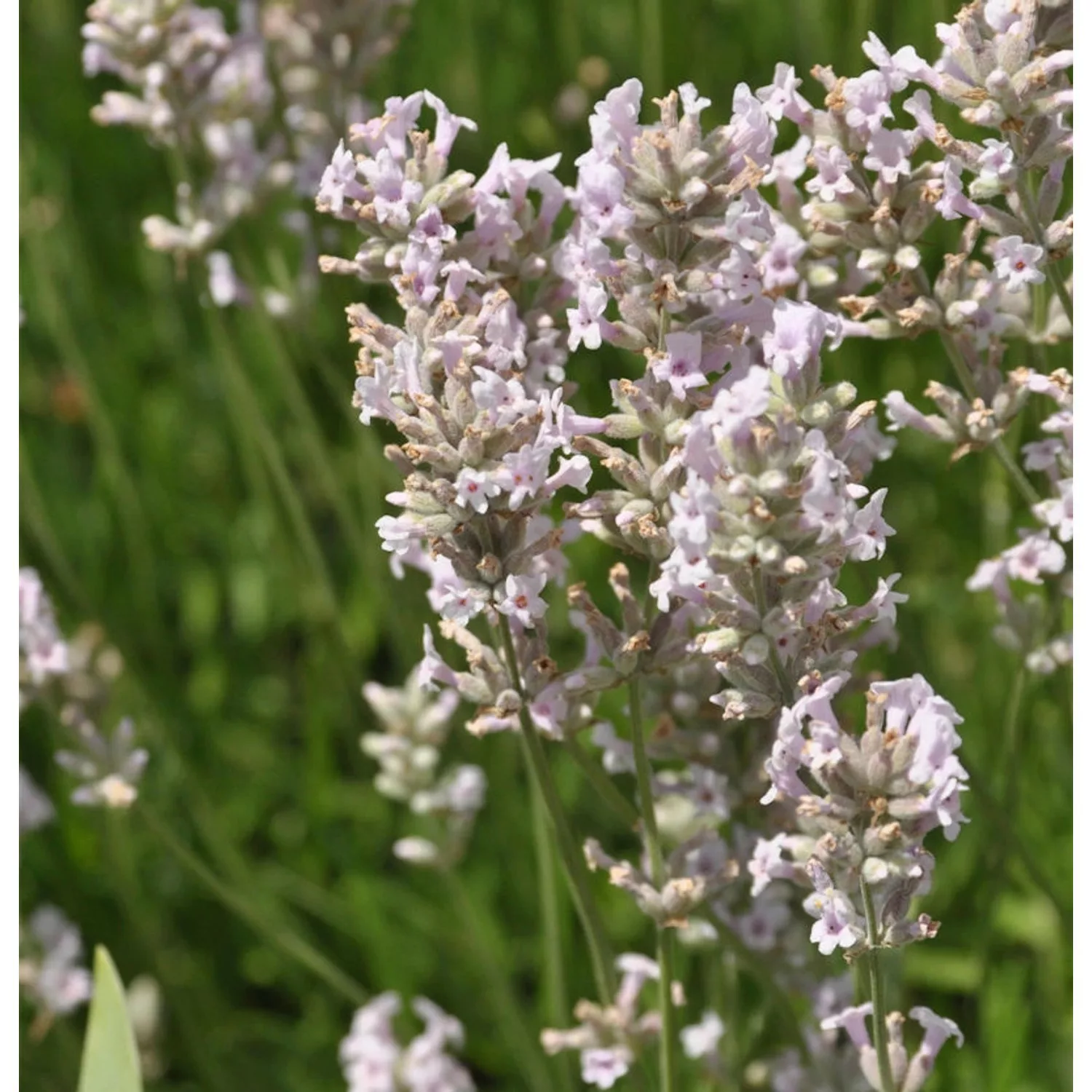 Echter Lavendel Loddon Pink - Lavandula angustifolia günstig online kaufen