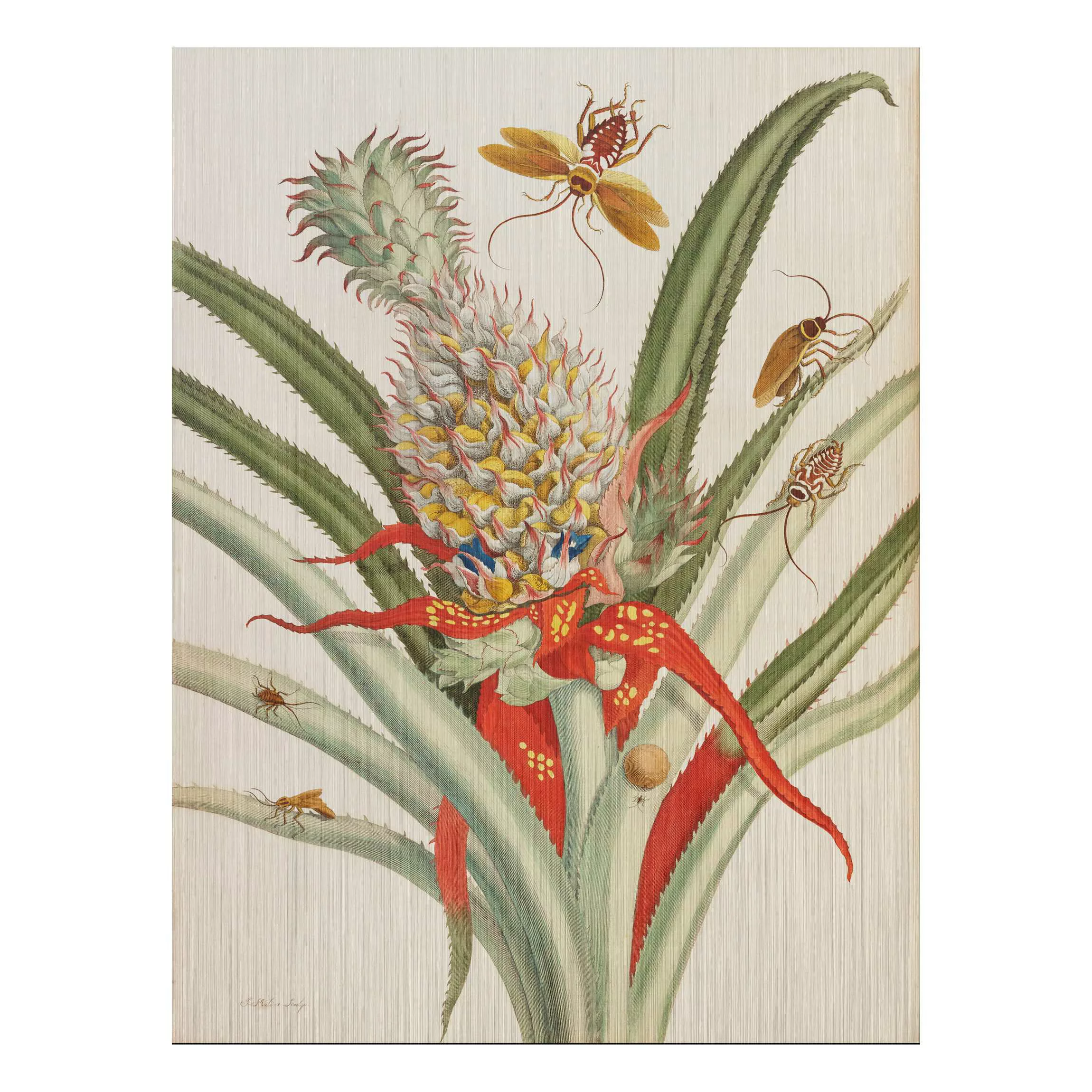 Alu-Dibond Bild Kunstdruck - Hochformat 3:4 Anna Maria Sibylla Merian - Ana günstig online kaufen