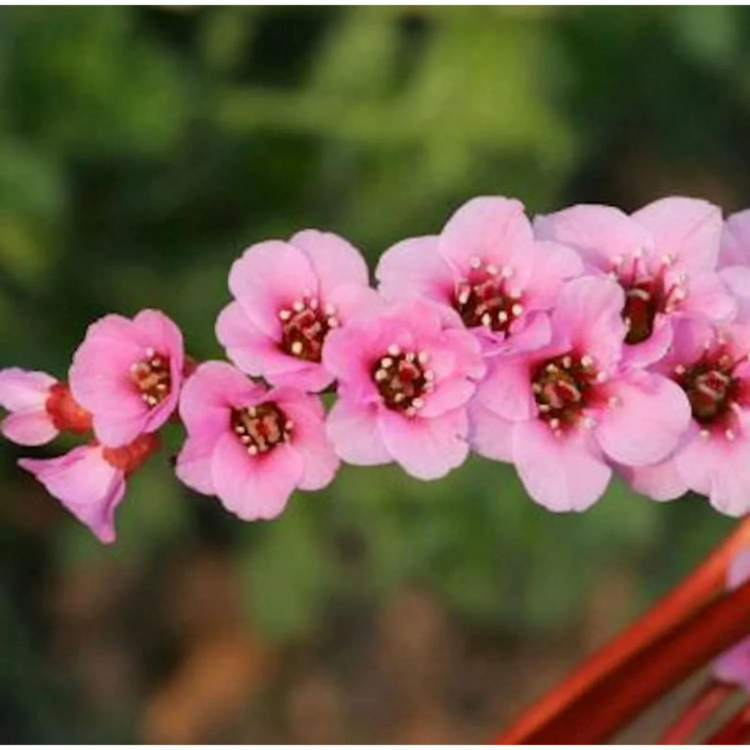 Bergenie Wintermärchen - Bergenia purpurascens günstig online kaufen