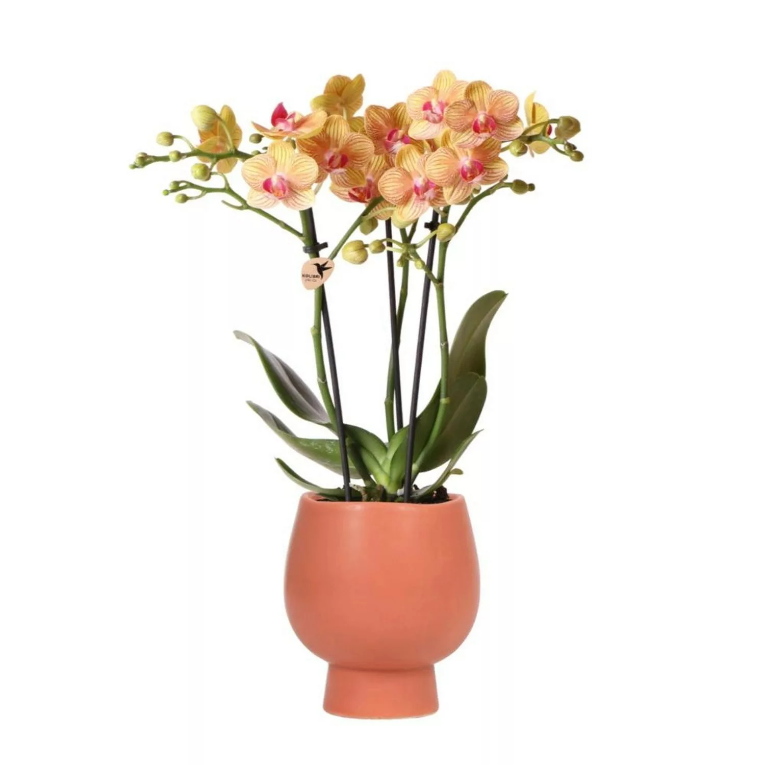 Kolibri Orchids Orange Phalaenopsis Orchidee Jamaika & Scandic Ziertopf Ter günstig online kaufen