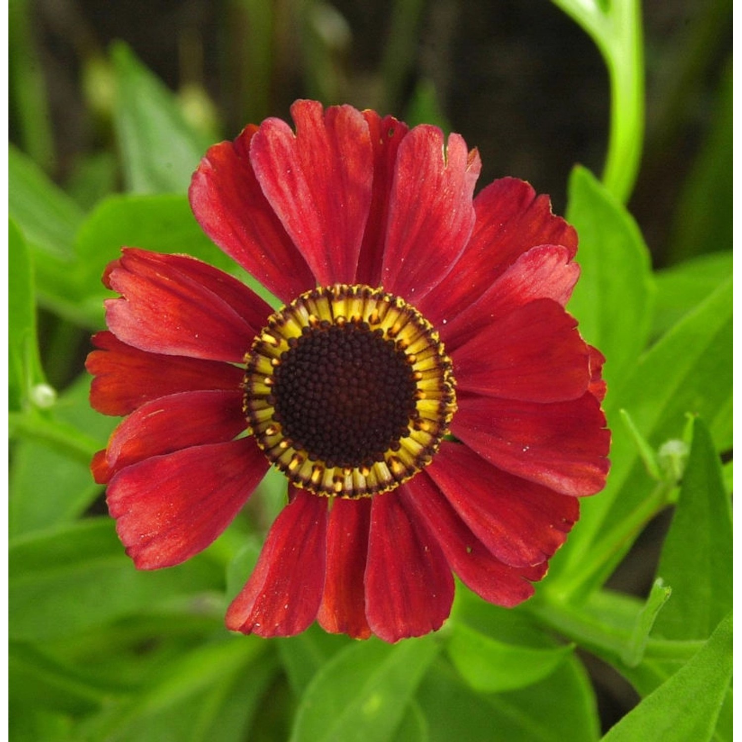 Sonnenbraut Red Army - Helenium cultorum günstig online kaufen