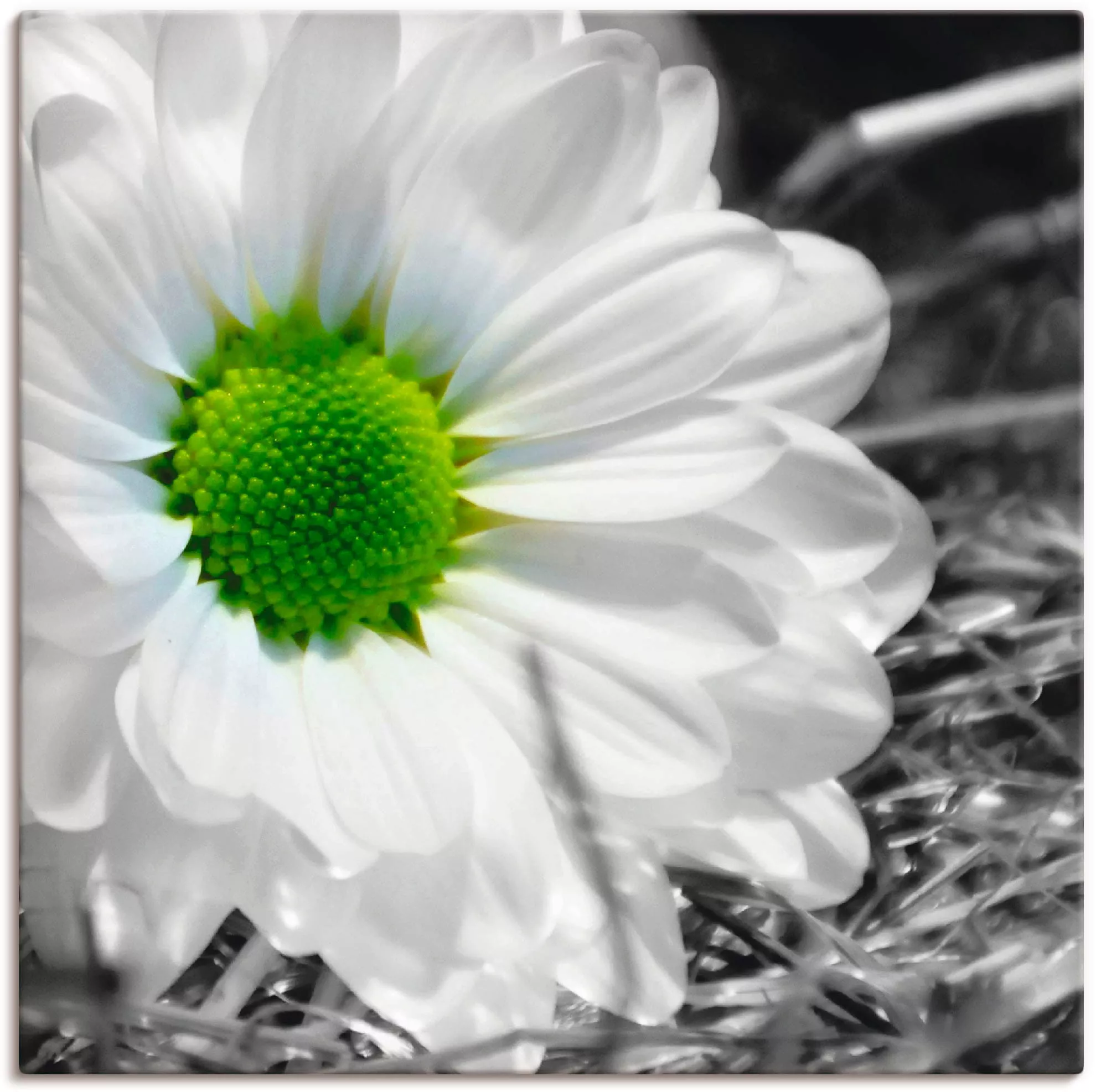 Artland Wandbild "Weiße Blume", Blumen, (1 St.), als Leinwandbild, Wandaufk günstig online kaufen