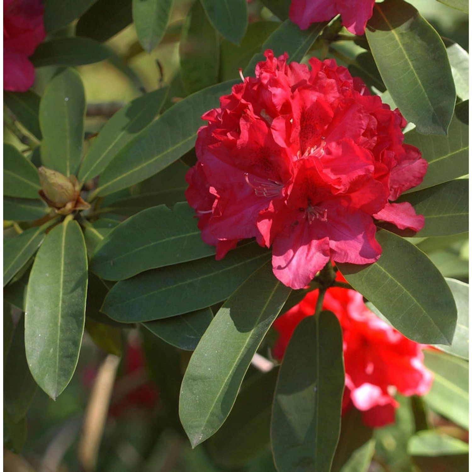 Großblumige Rhododendron Wilgen Ruby 30-40cm - Alpenrose günstig online kaufen