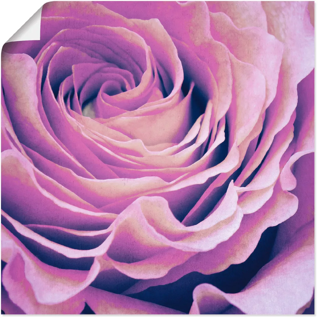 Artland Wandbild "Lila Rose", Blumen, (1 St.), als Leinwandbild, Poster in günstig online kaufen