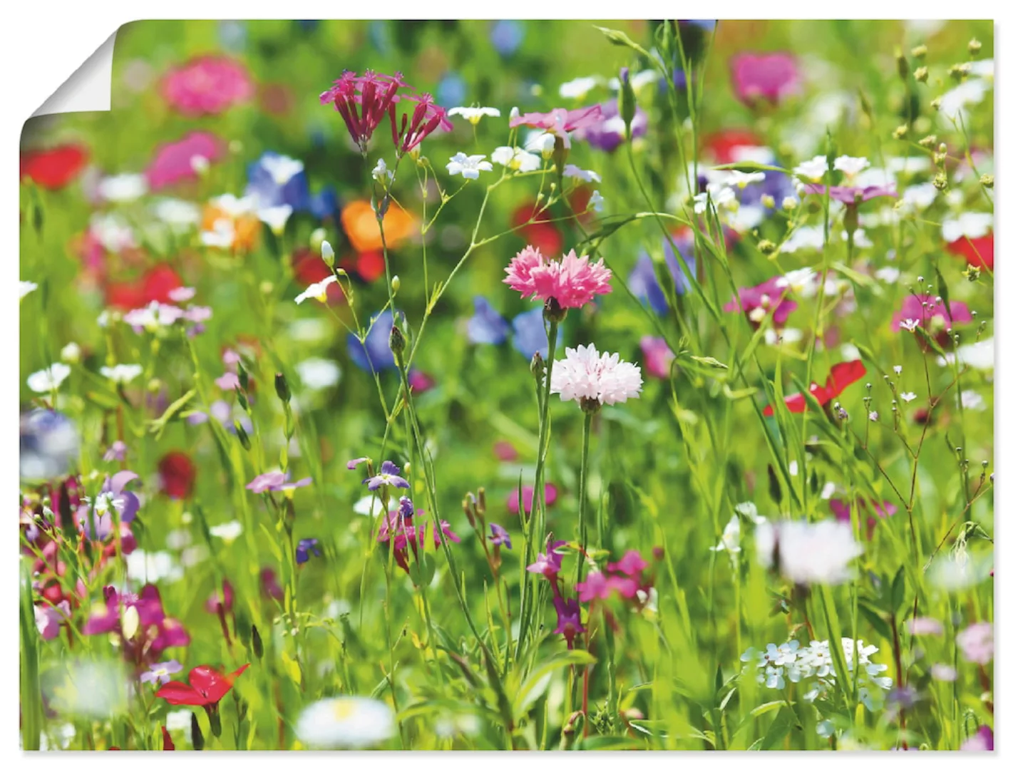 Artland Wandbild "Blumenwiese I", Blumenwiese, (1 St.), als Leinwandbild, P günstig online kaufen