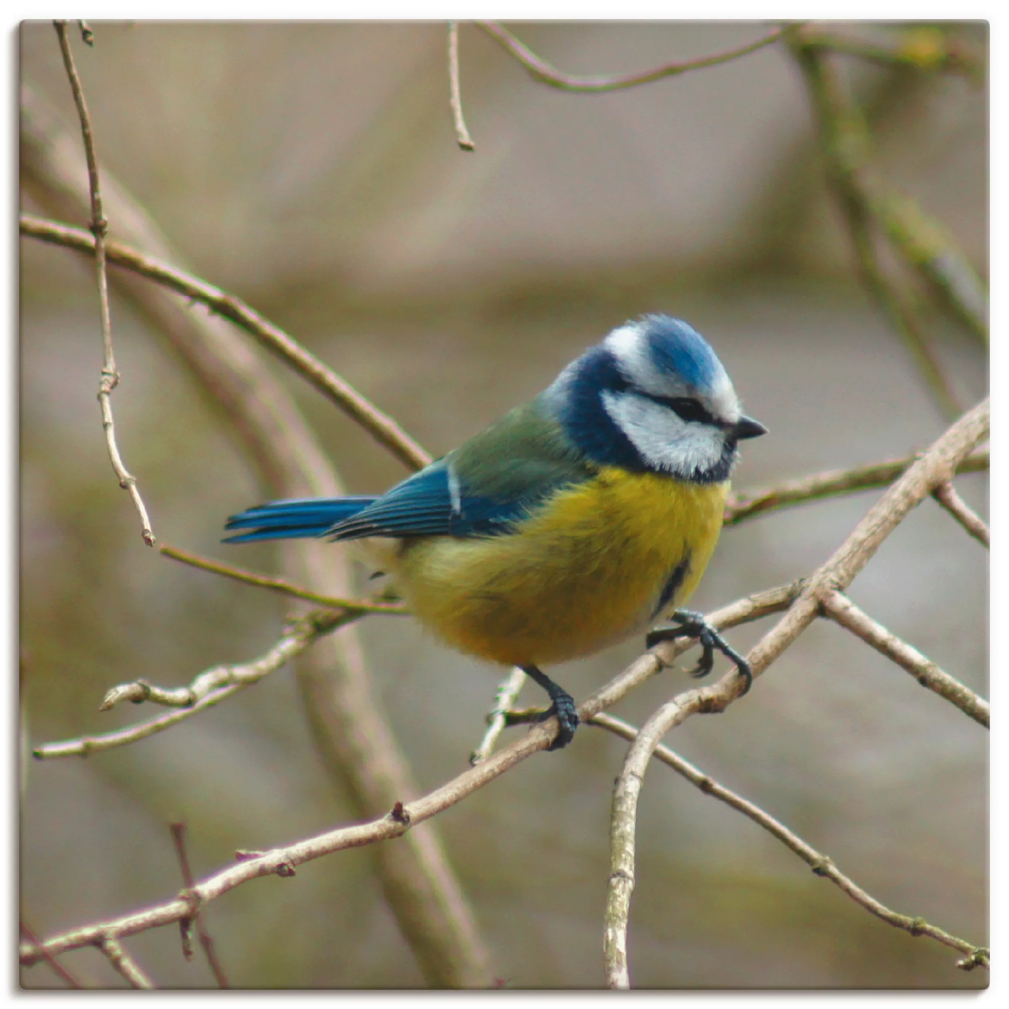 Artland Wandbild "Blaumeise", Vögel, (1 St.), als Leinwandbild, Wandaufkleb günstig online kaufen