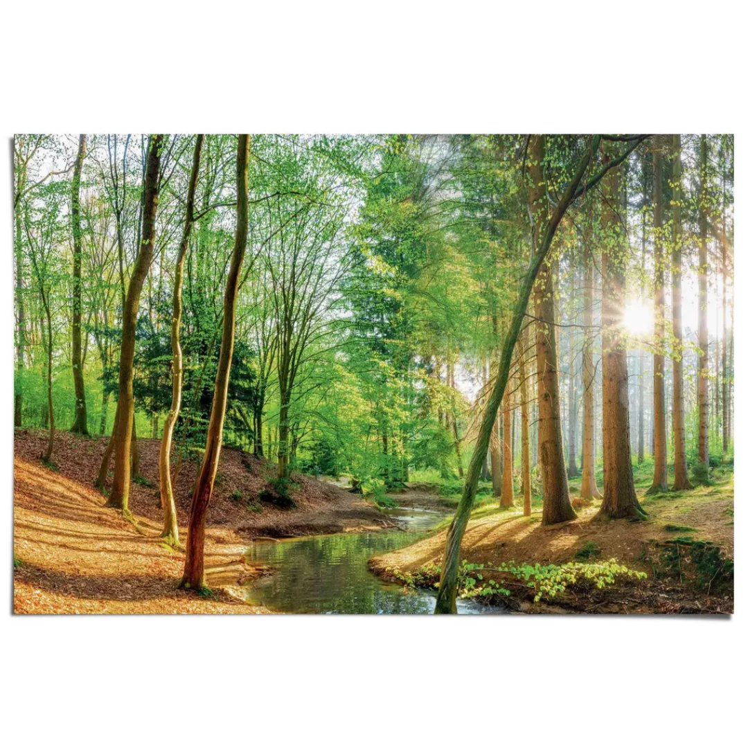 Reinders Poster "Wald in der Sonne" günstig online kaufen
