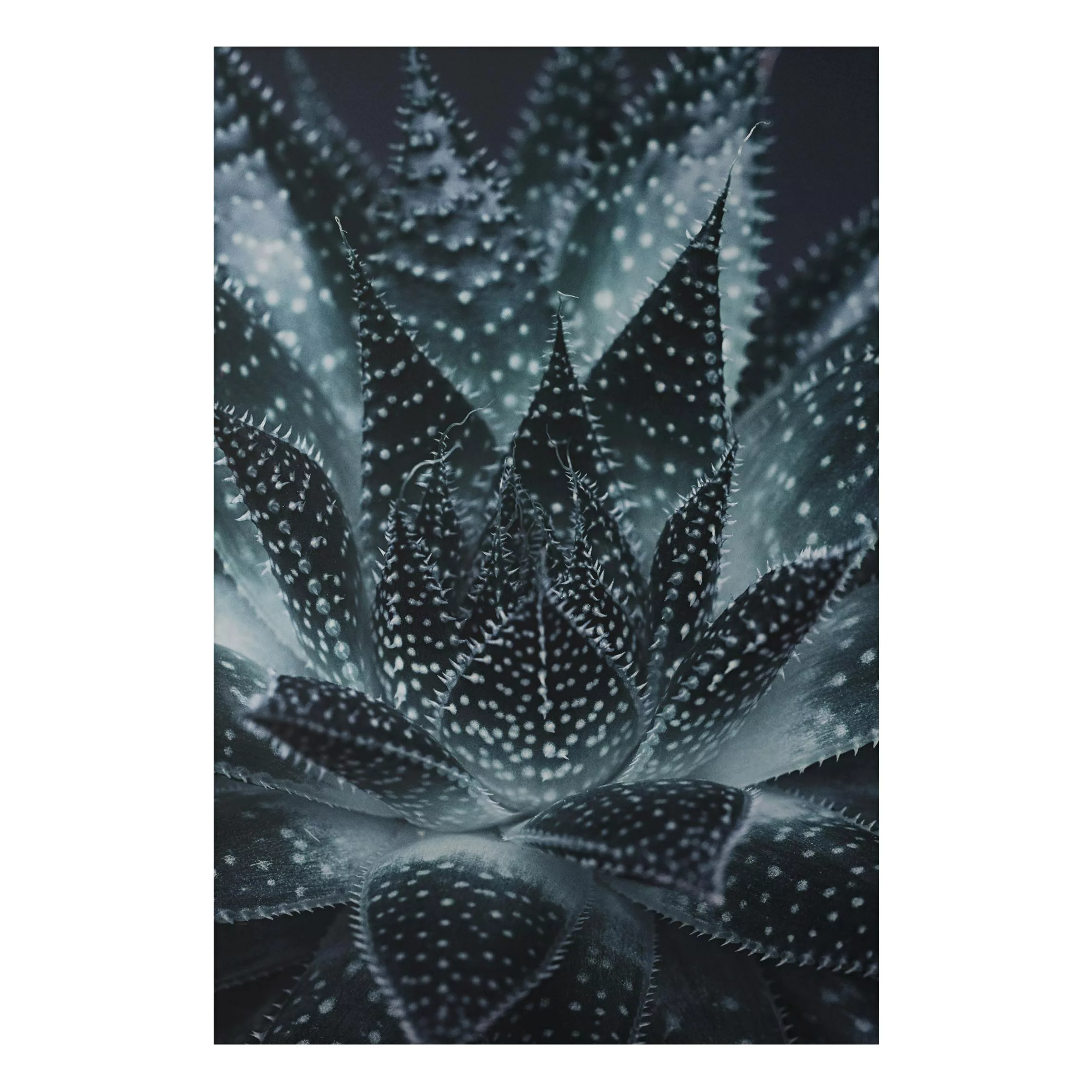 Alu-Dibond Bild Kaktus mit Sternpunkten bei Nacht günstig online kaufen