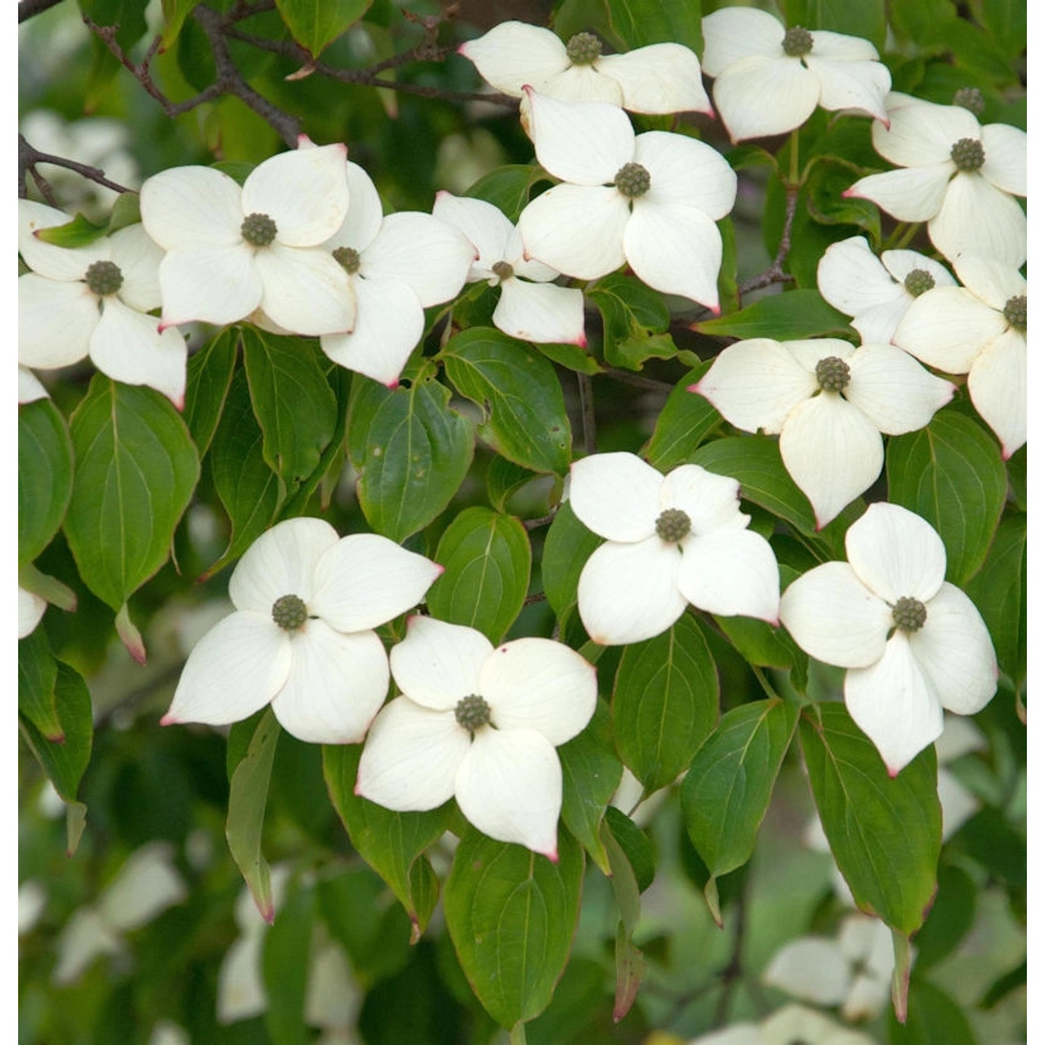 Blumenhartriegel Hyperion 100-125cm - Cornus kousa günstig online kaufen