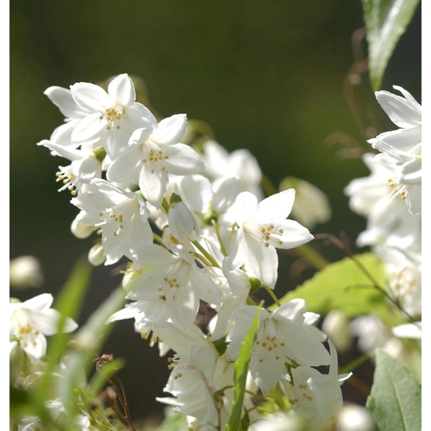 Kleine Deutzie Maiblumenstrauch 40-60cm - Deutzia gracilis günstig online kaufen