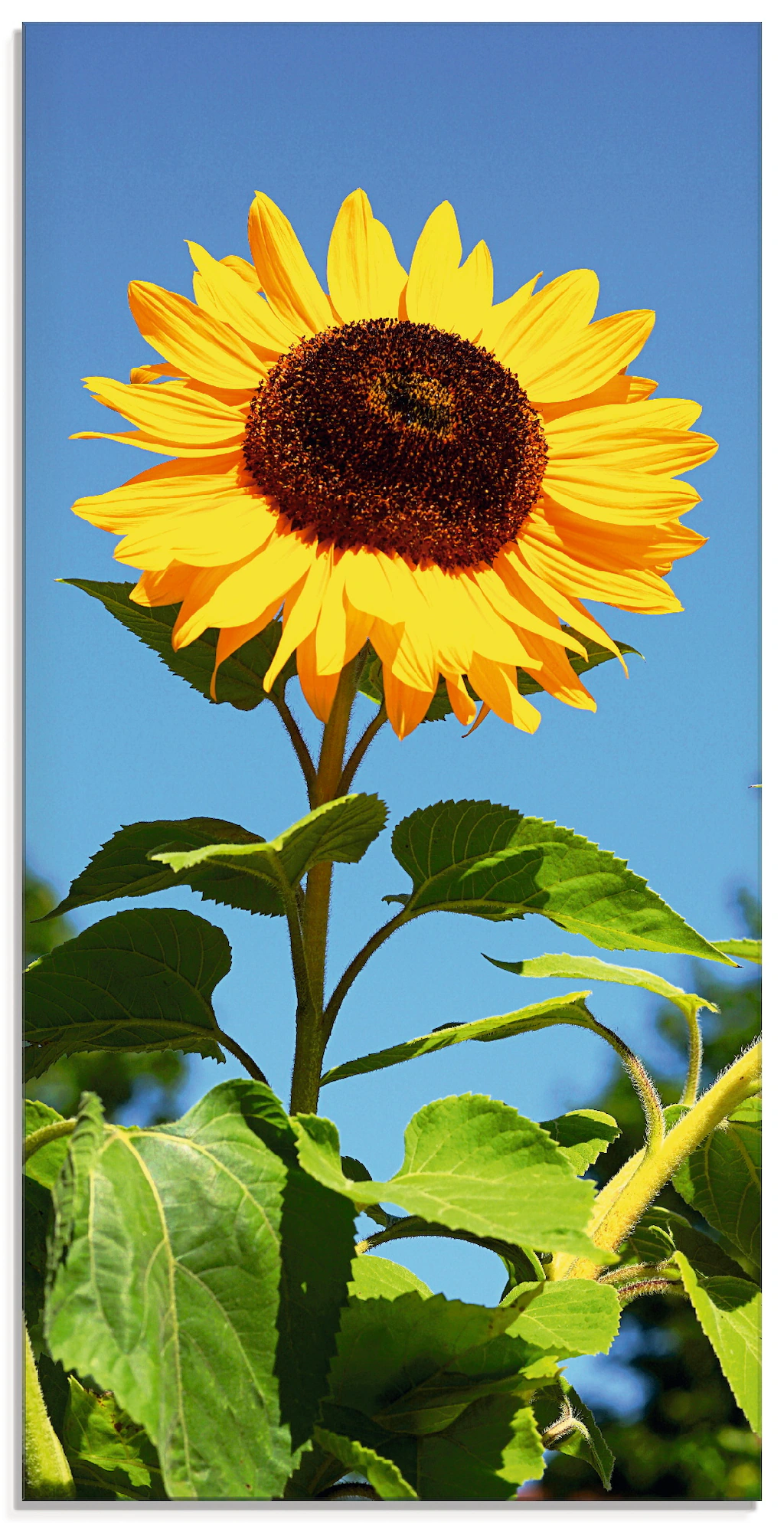 Artland Glasbild »Große Sonnenblume«, Blumen, (1 St.), in verschiedenen Grö günstig online kaufen