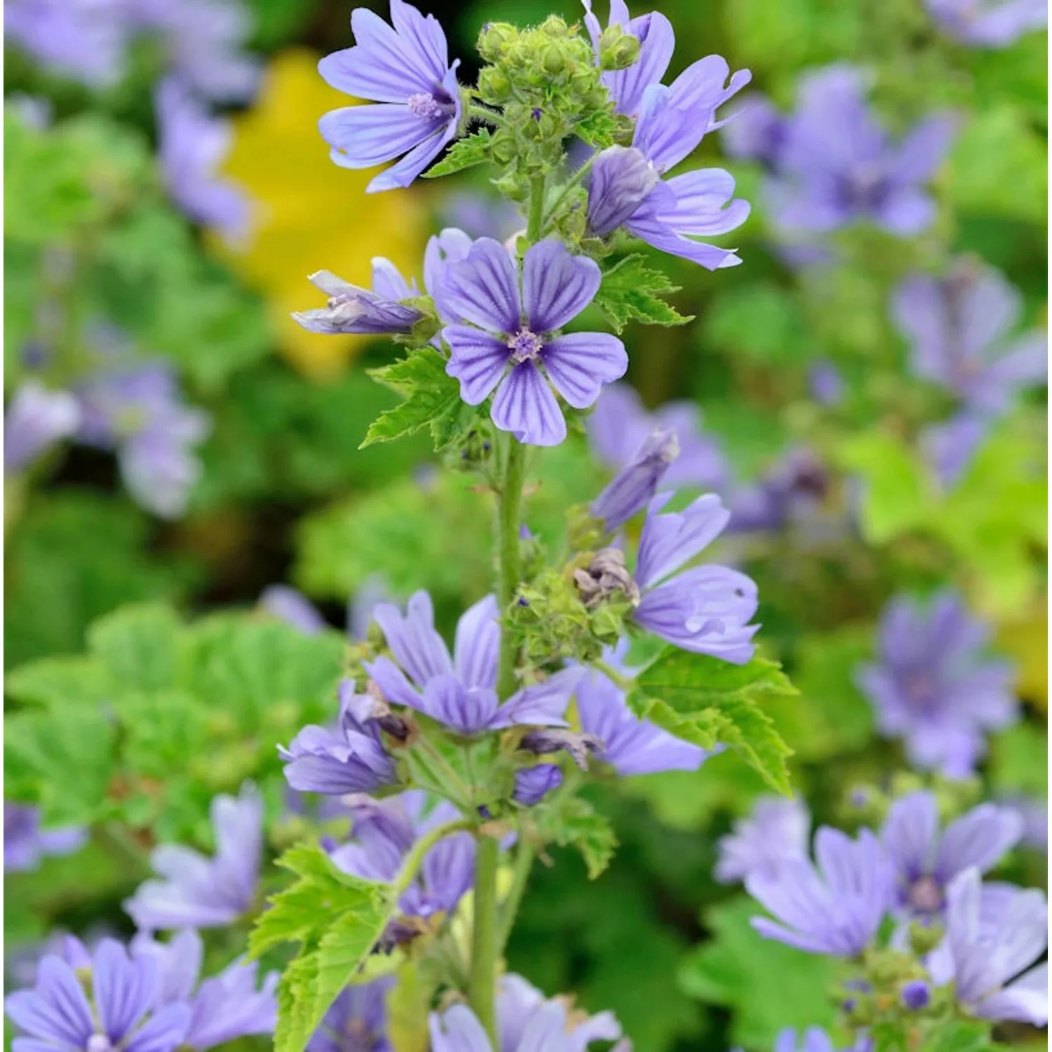 Wilde Malve Primley Blue - Malva sylvestris günstig online kaufen