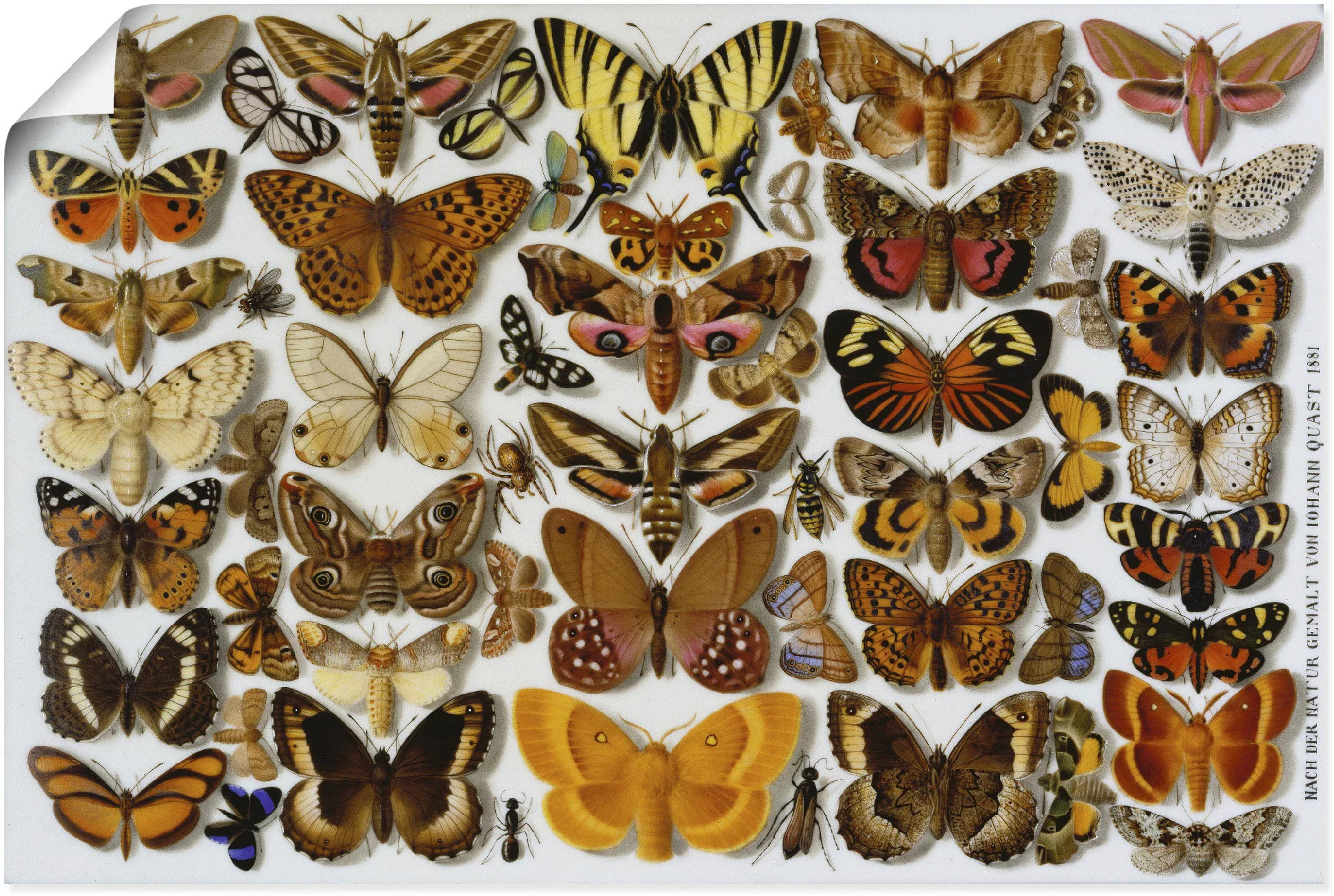 Artland Kunstdruck "Schmetterlinge. Porzellanmalerei. 1881", Insekten, (1 S günstig online kaufen