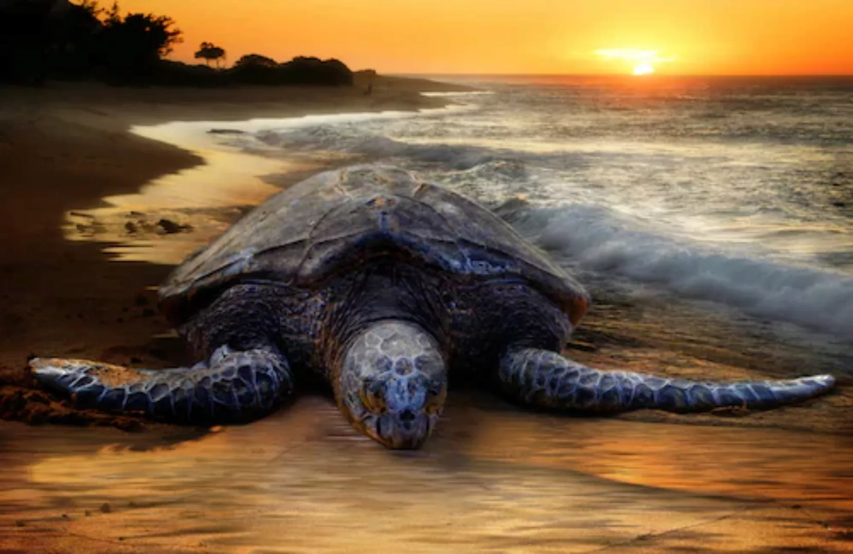 Papermoon Fototapete »STRAND-SCHILDKRÖTE SONNENUNTERGANG MEER TIERE FISCHE« günstig online kaufen