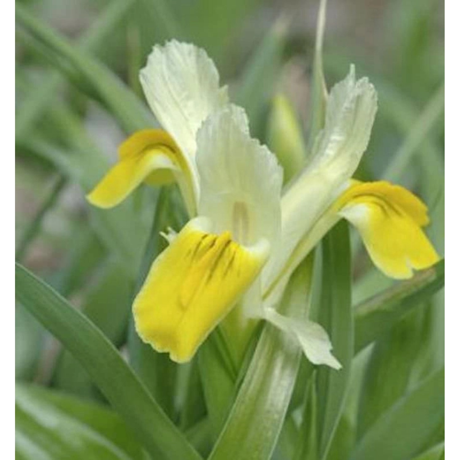 Sibirische Wieseniris Butter and Sugar - Iris sibirica günstig online kaufen