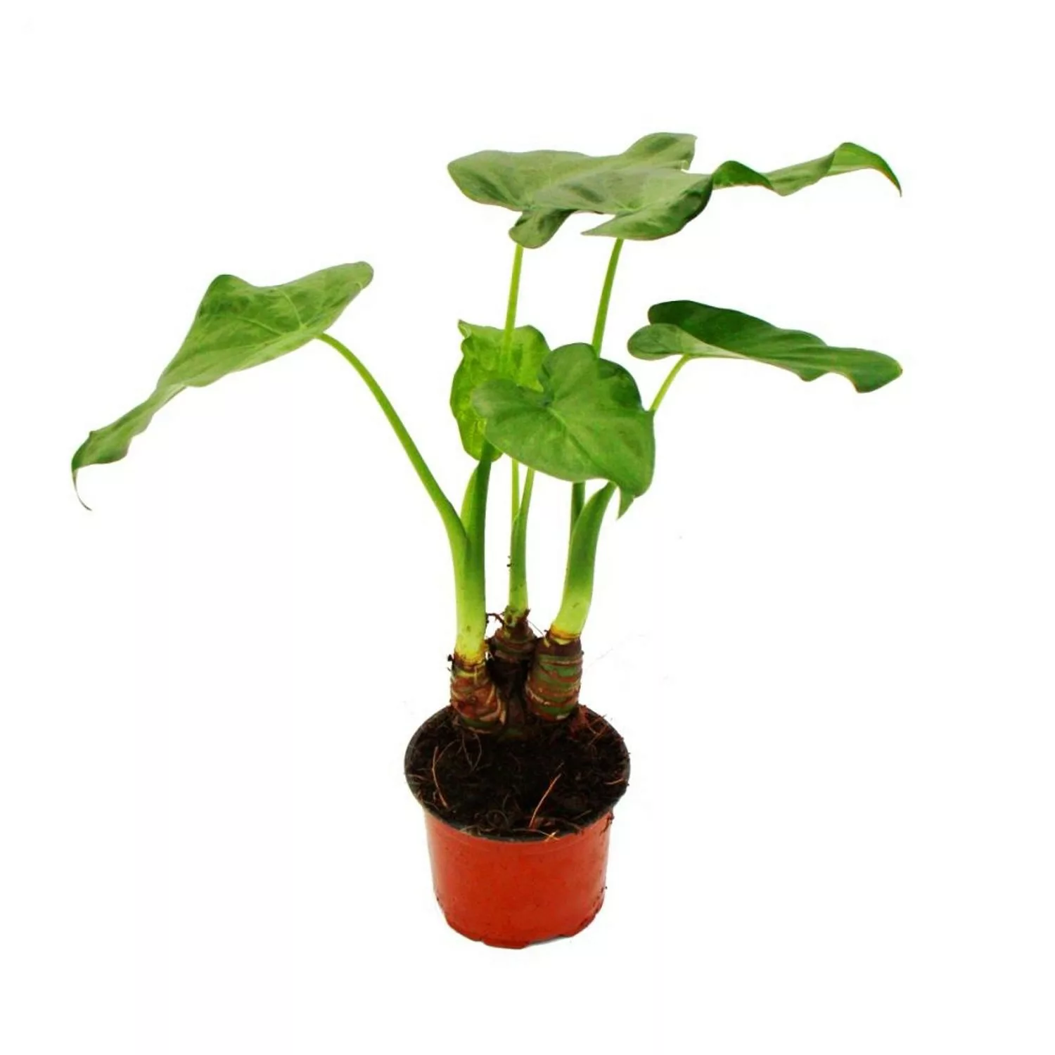 Exotenherz Alocasia Cucullata 12cm Elefantenohr Höhe 25cm30cm günstig online kaufen