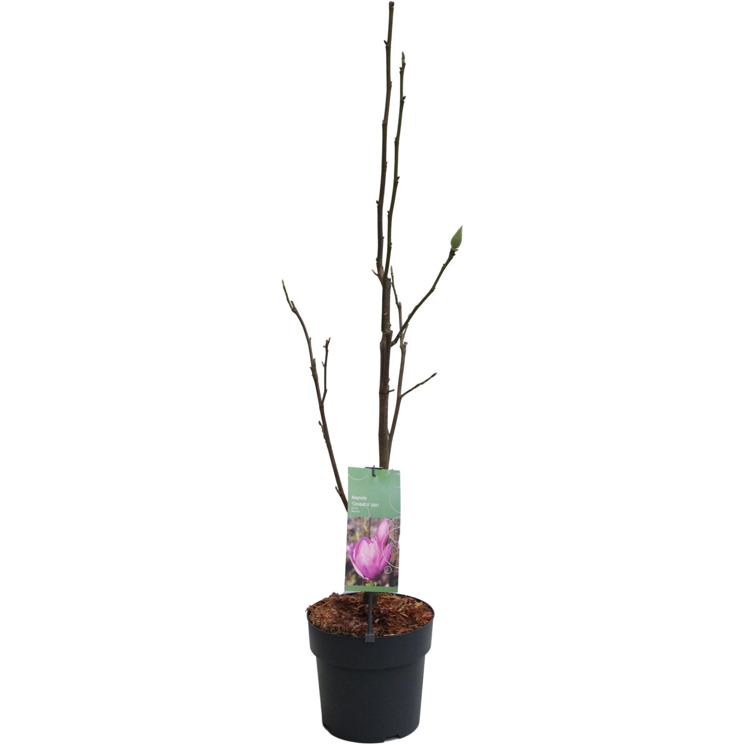 Magnolie Cleopatra Hellpurpur Höhe ca. 60-80 cm Topf ca. 6 l Magnolia Hybri günstig online kaufen