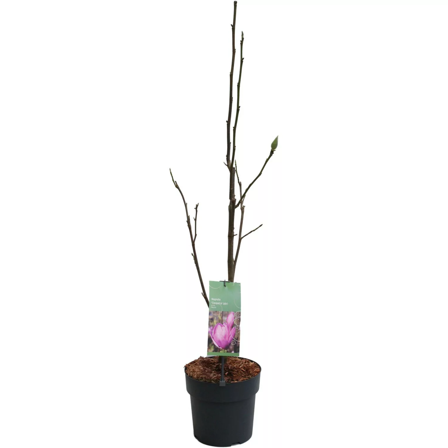 Magnolie Cleopatra Hellpurpur Höhe ca. 60-80 cm Topf ca. 6 l Magnolia Hybri günstig online kaufen