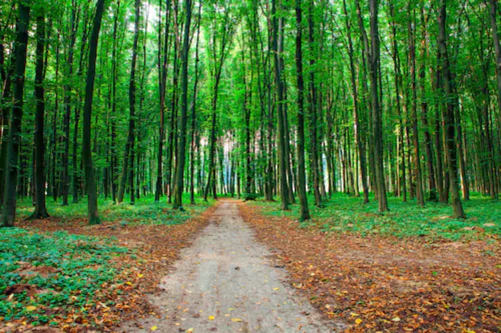 Papermoon Fototapete »Waldweg« günstig online kaufen