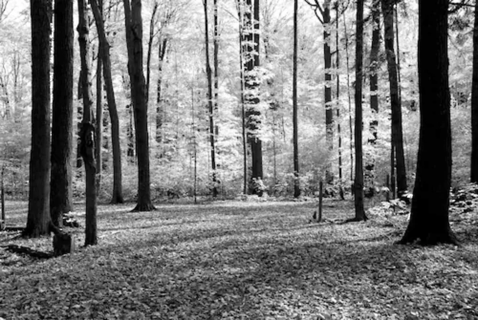 Papermoon Fototapete »Wald Schwarz & Weiß« günstig online kaufen