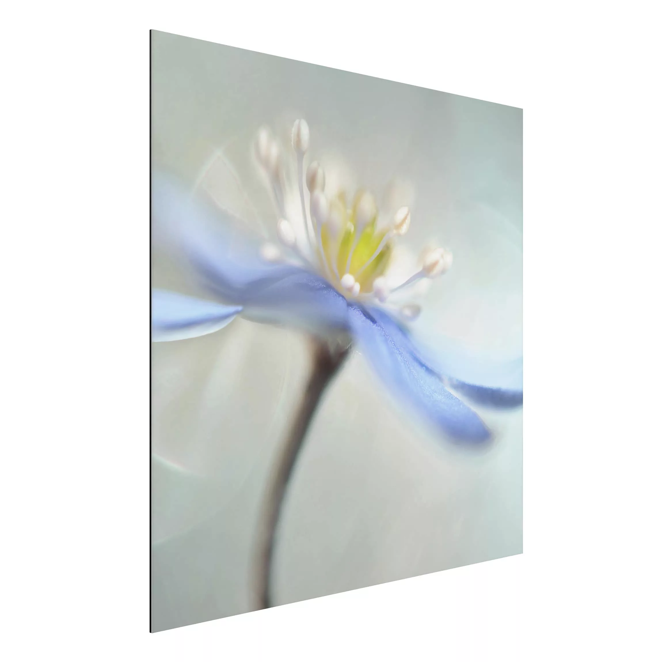 Alu-Dibond Bild Blumen - Quadrat Tanzende Anemonen günstig online kaufen