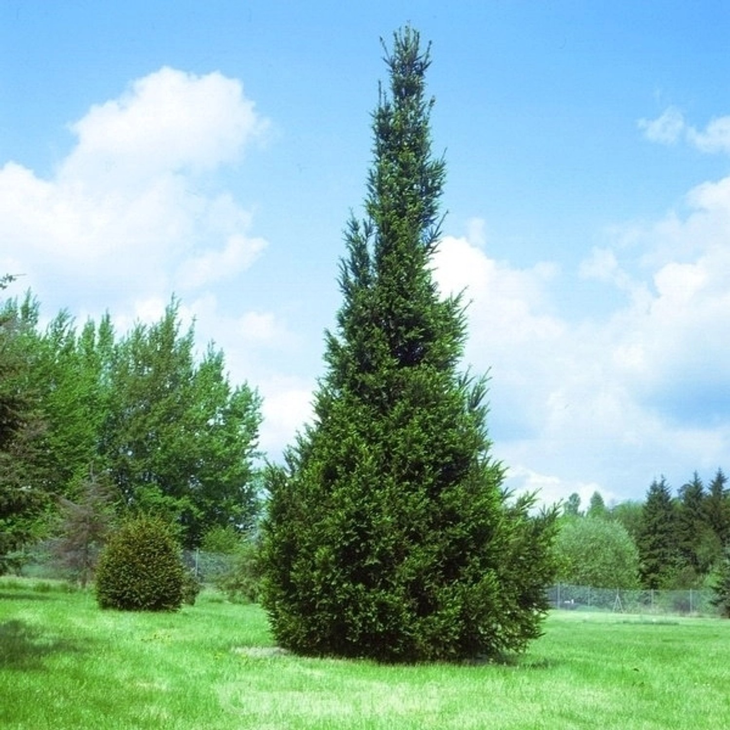 Säulen Fichte 80-100cm - Picea abies günstig online kaufen