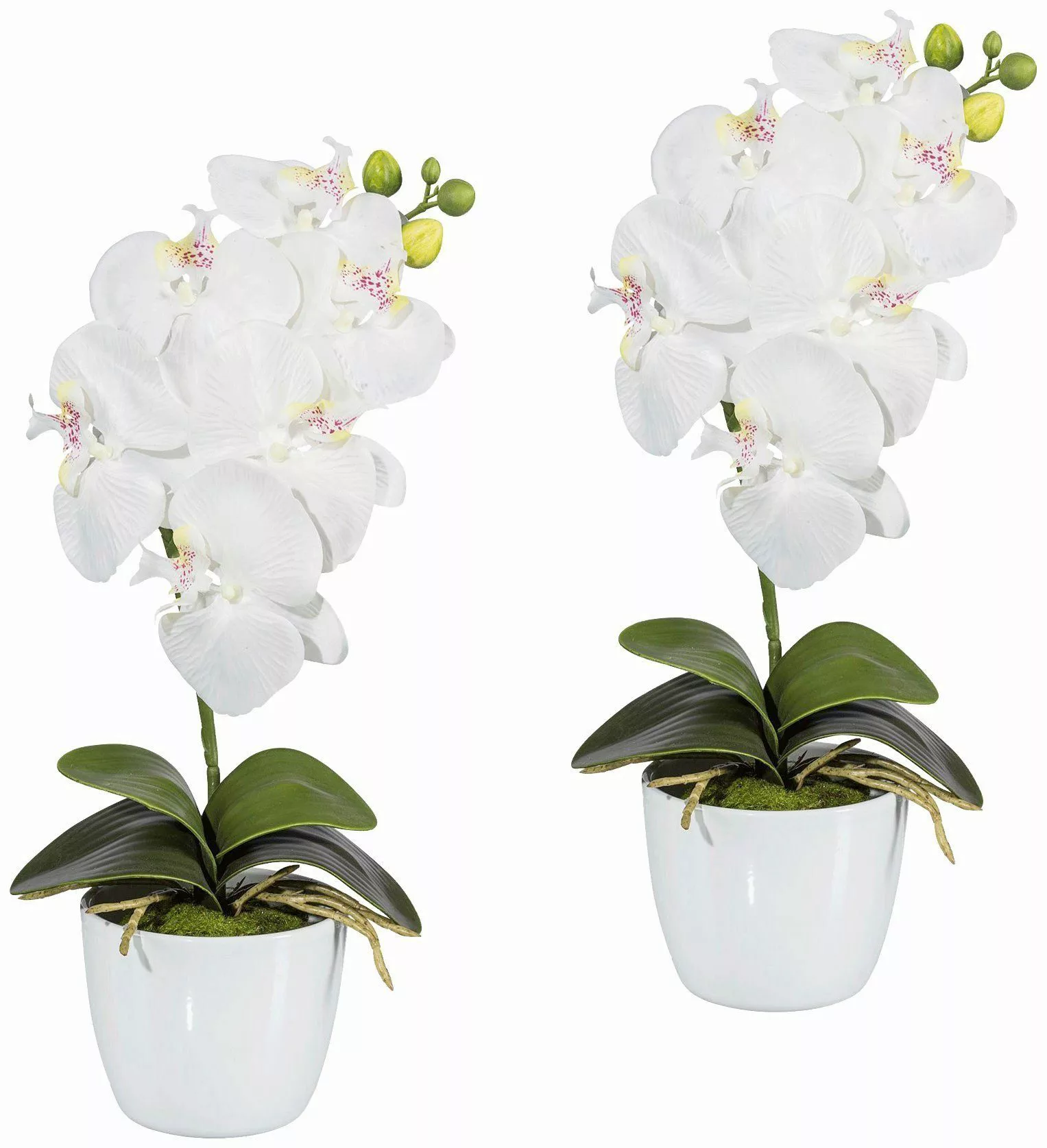 Kunstpflanze Orchidee Phalaenopsis Orchidee, Creativ green, günstig online kaufen